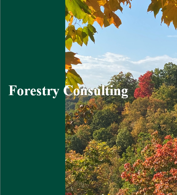 Cover image for forestry consulting with a background of autumn trees and a blue sky, and a green sidebar with white text reading 'Forestry Consulting'.