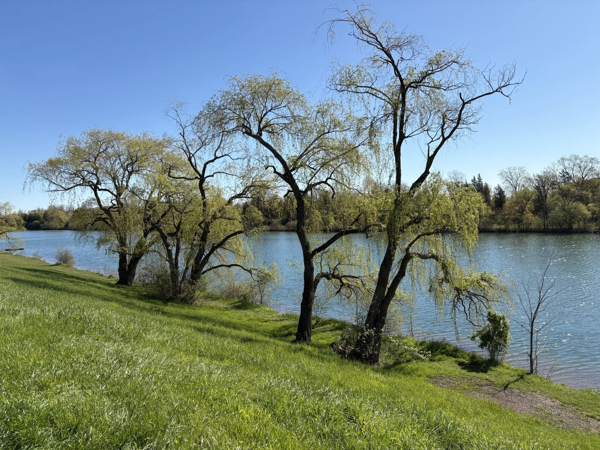 Trees by a river on a clear, sunny day with a blue sky.