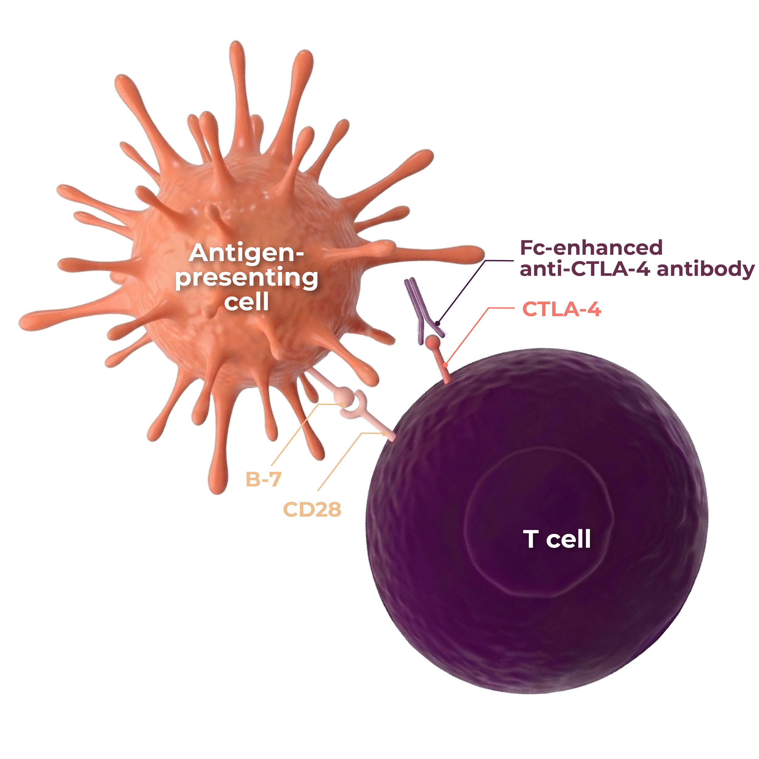 Diagram of immune cells with labels including antigen-presenting cell, T cell, and related components.