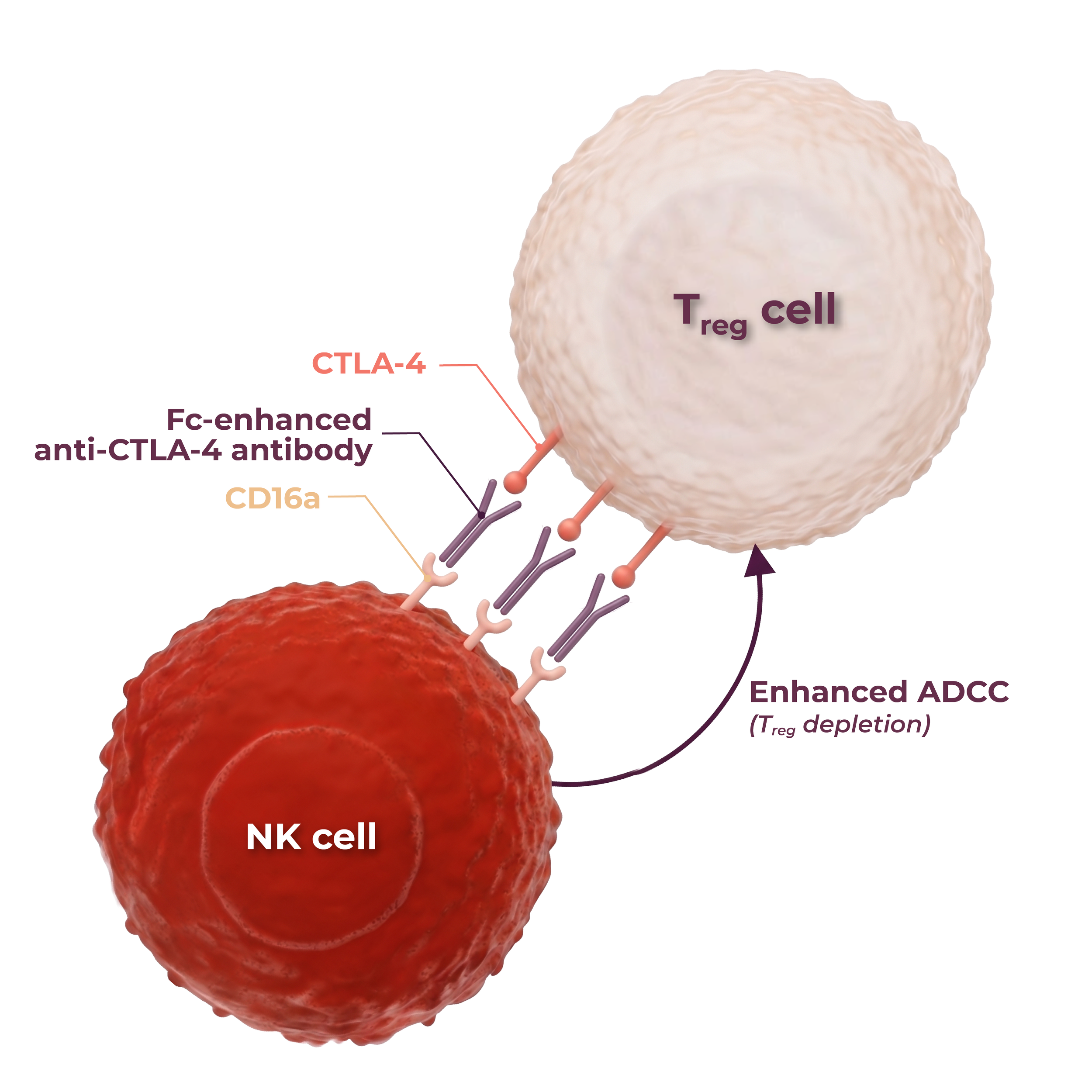 Scientific diagram showing a large NK cell and a smaller tumor cell, with labels indicating interactions such as CTLA-4, PD-1, and various immune checkpoints.