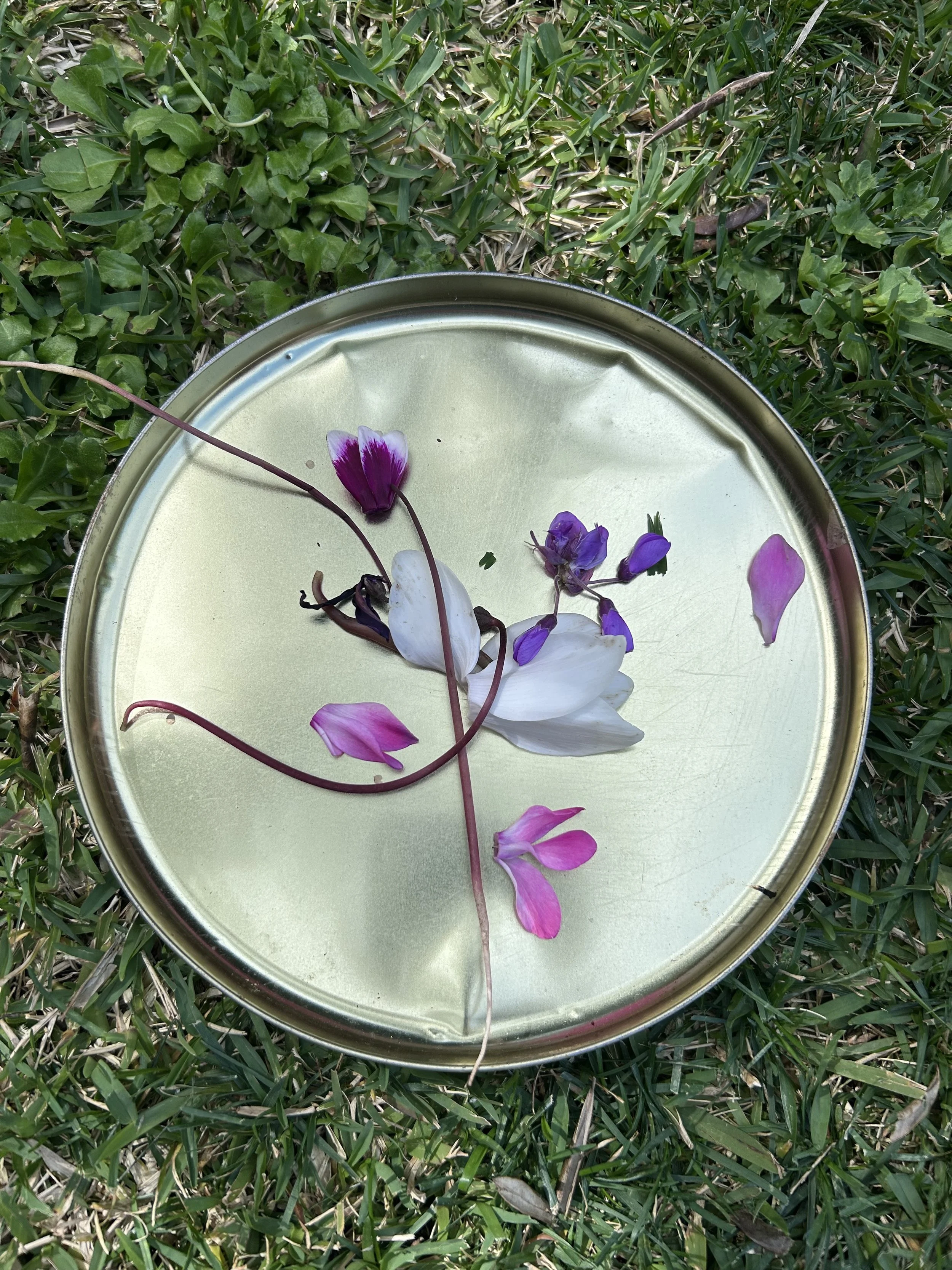 Fiori di colore rosa, viola e bianco in una ciotola di metallo che si trova sull'erba