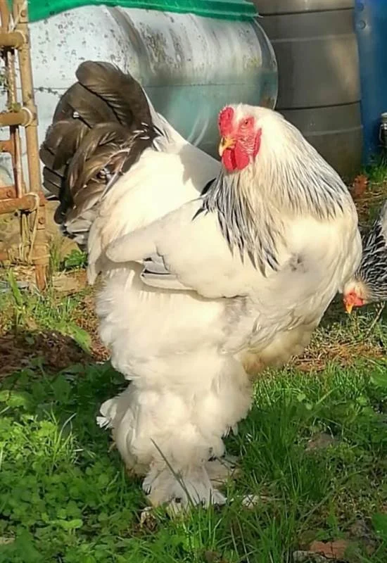 Uova Feconde di Brahma Nane