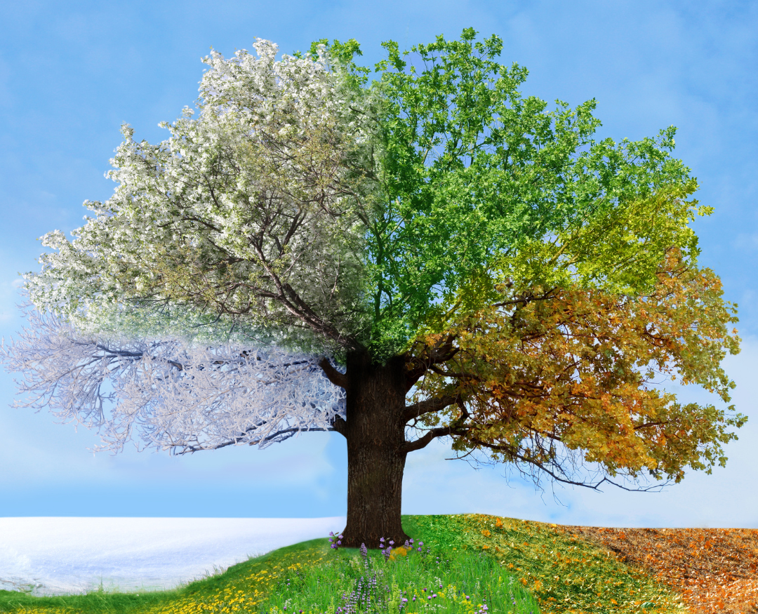 A tree divided into four seasons, with spring blossoms, summer green foliage, autumn orange leaves, and winter snow.