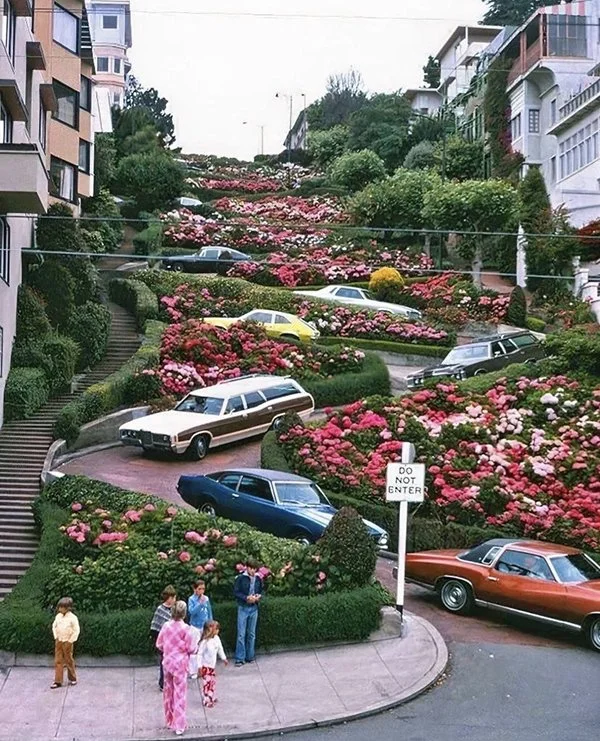 Vintage photograph of cars navigating San Francisco's steep, winding Lombard Street, densely planted with pink and white flowers.