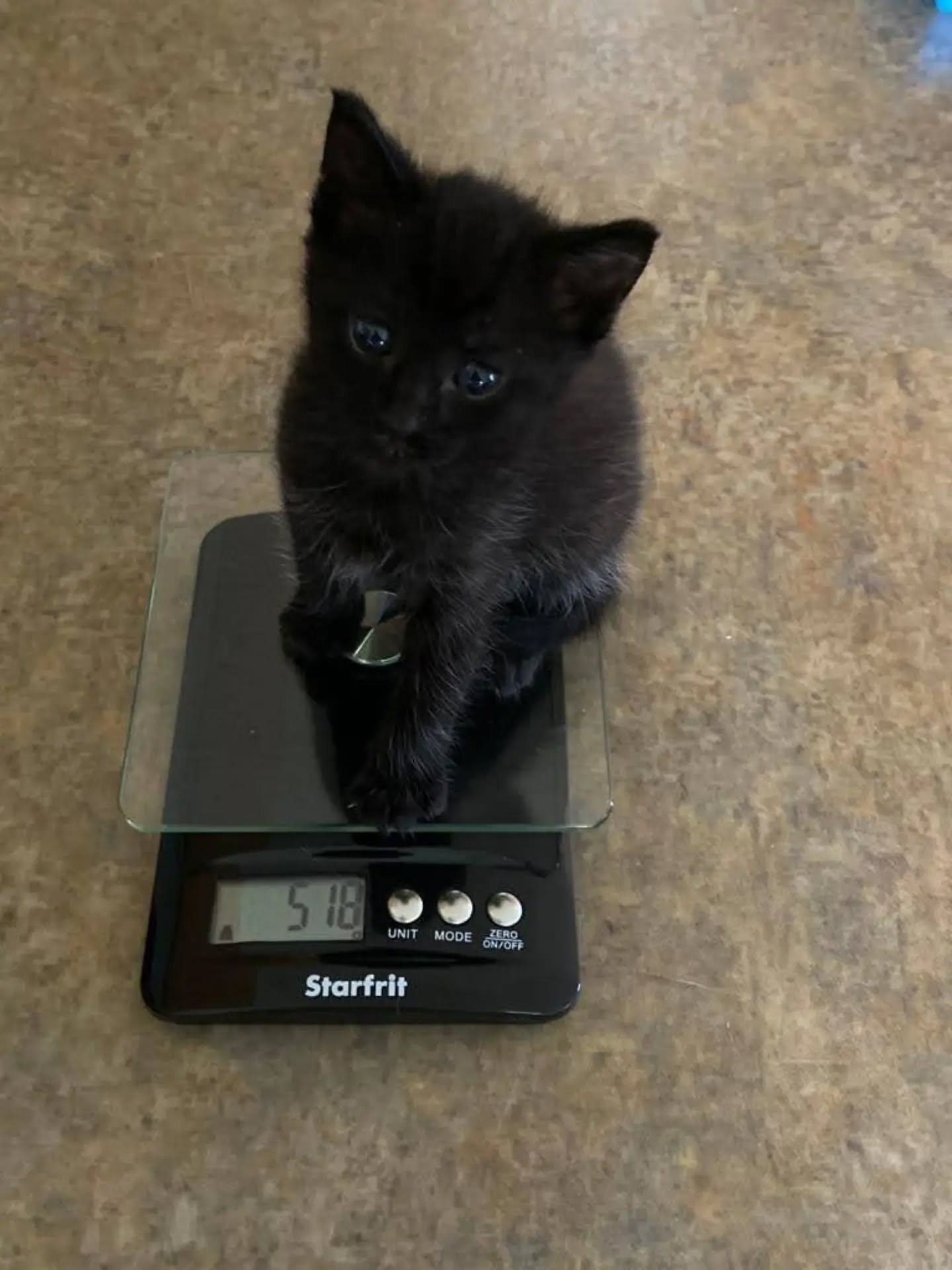 My Handsome Boy, Simba (aka Simba B&eacute;b&eacute;, Mon Lapin, Mon Amoureux) quietly passed away today, on Black Cat Appreciation Day.

He brightened our lives for 6 years: through the pandemic, the 1st anniversary of the loss of our little Baba &a
