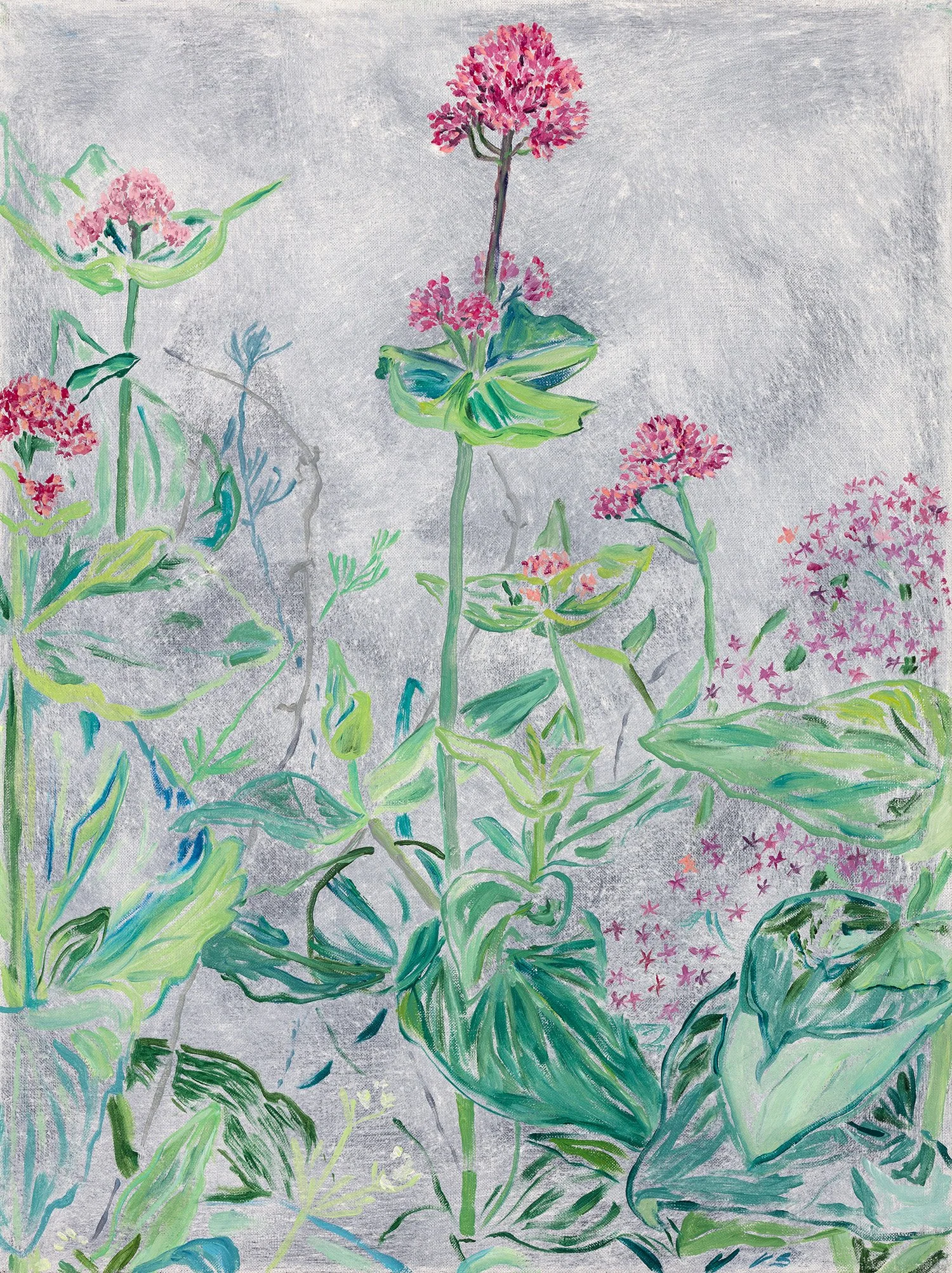 Pink Valerian 2021 40x30cm