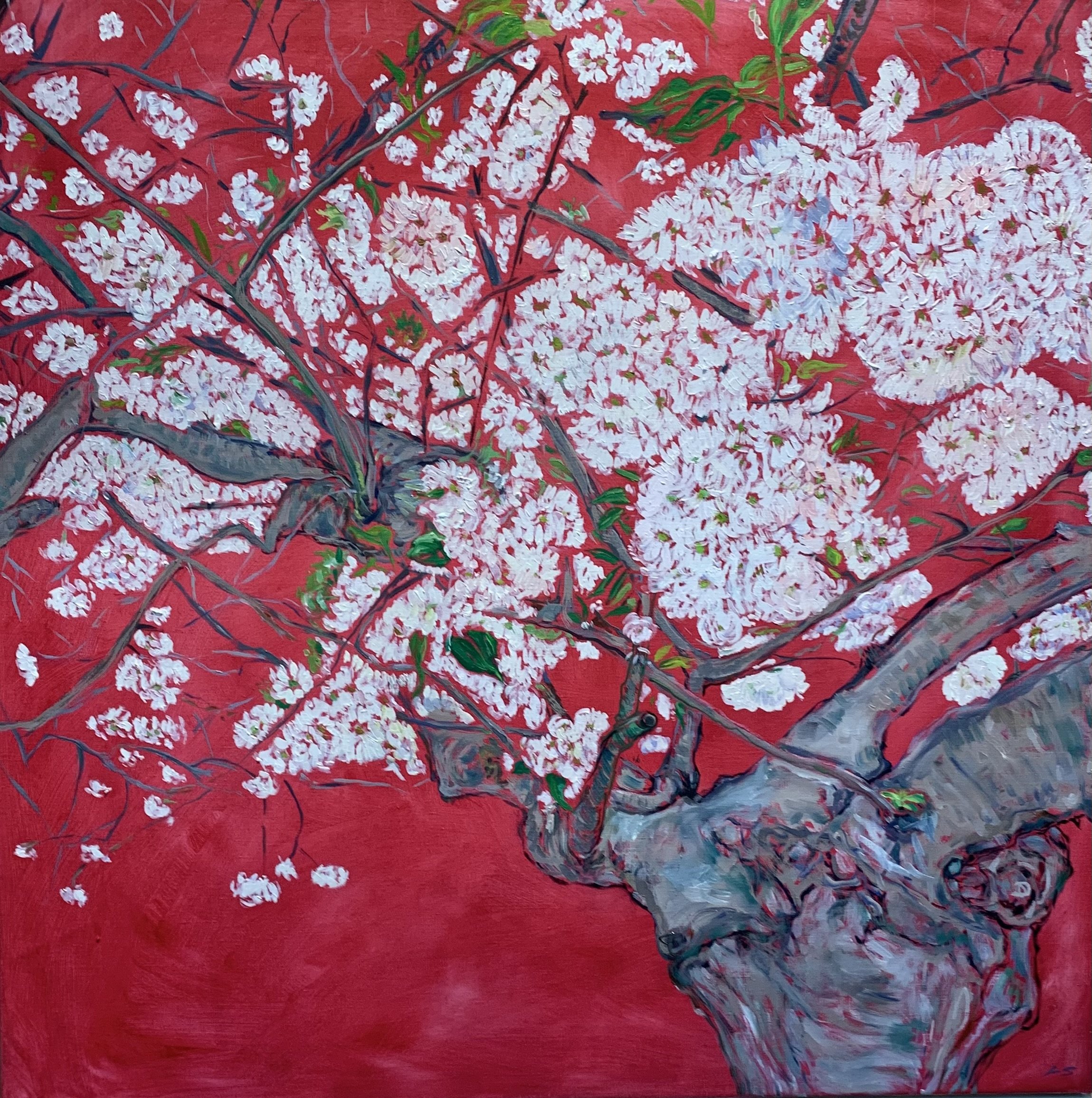 The Old Cherry Tree 2026, oil on linen, 70x70cm SOLD