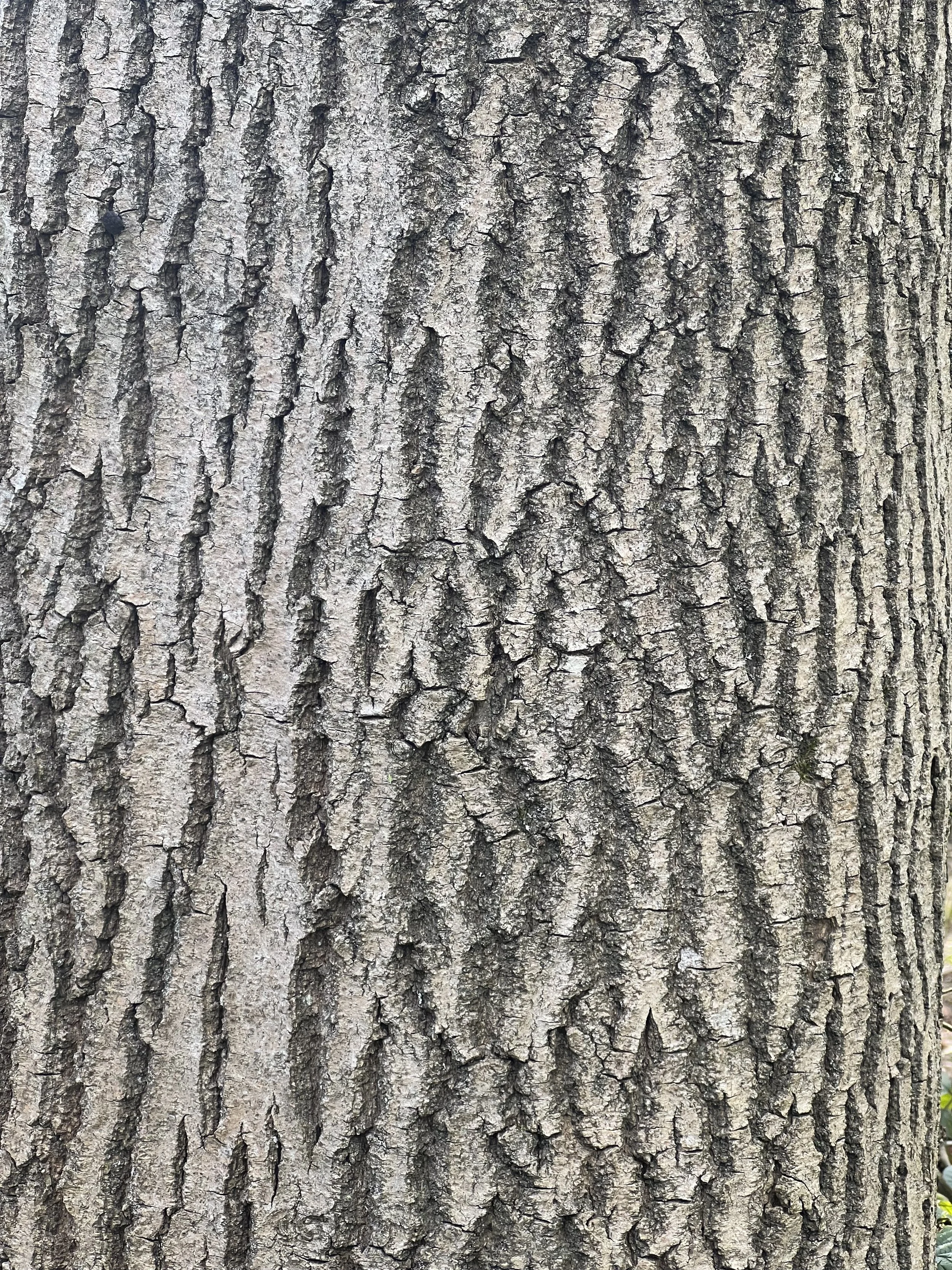 IMG_5832.jpeg