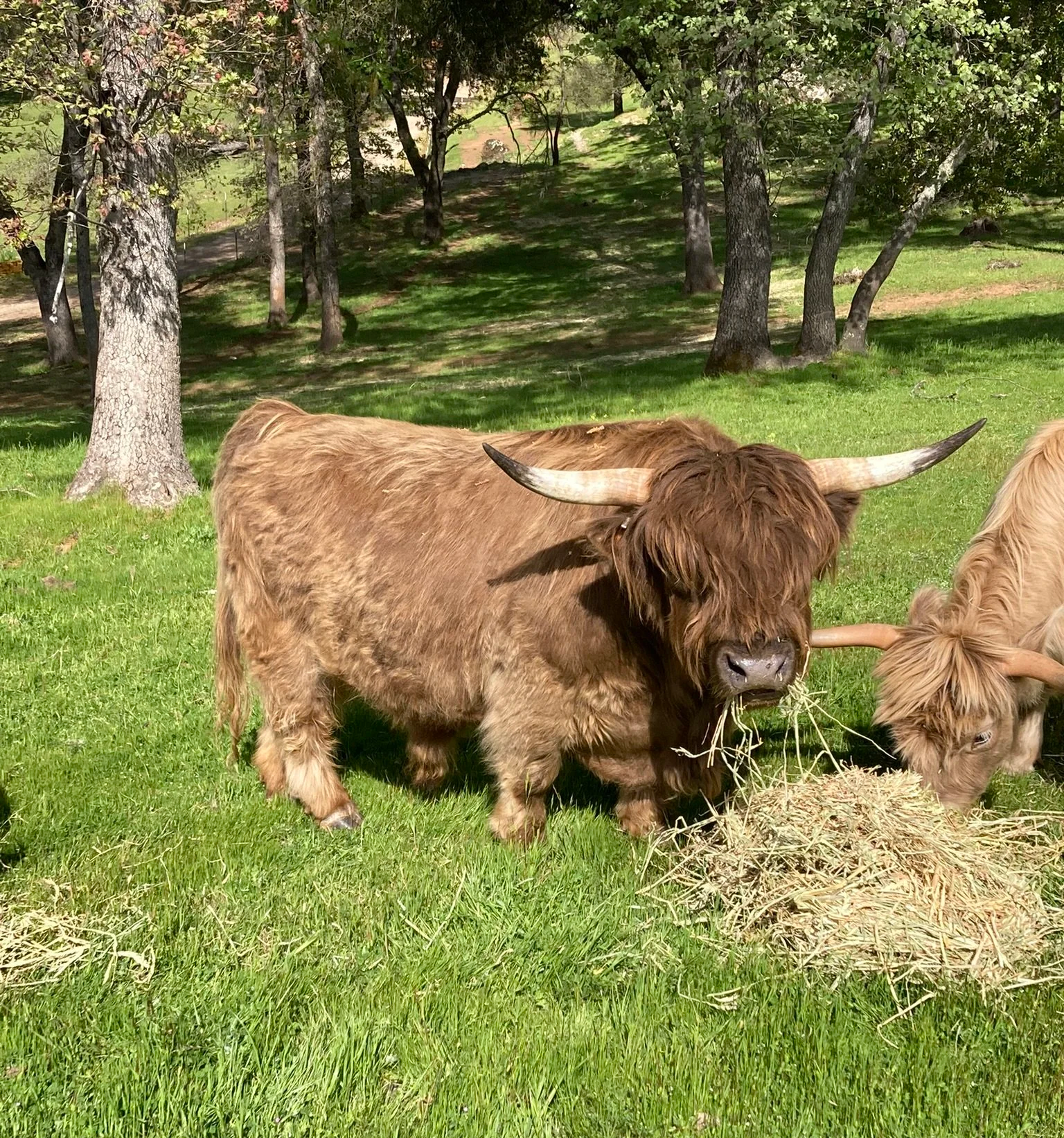 Two Highland cows grazing on green grass in a park with trees and a dirt path in the background.