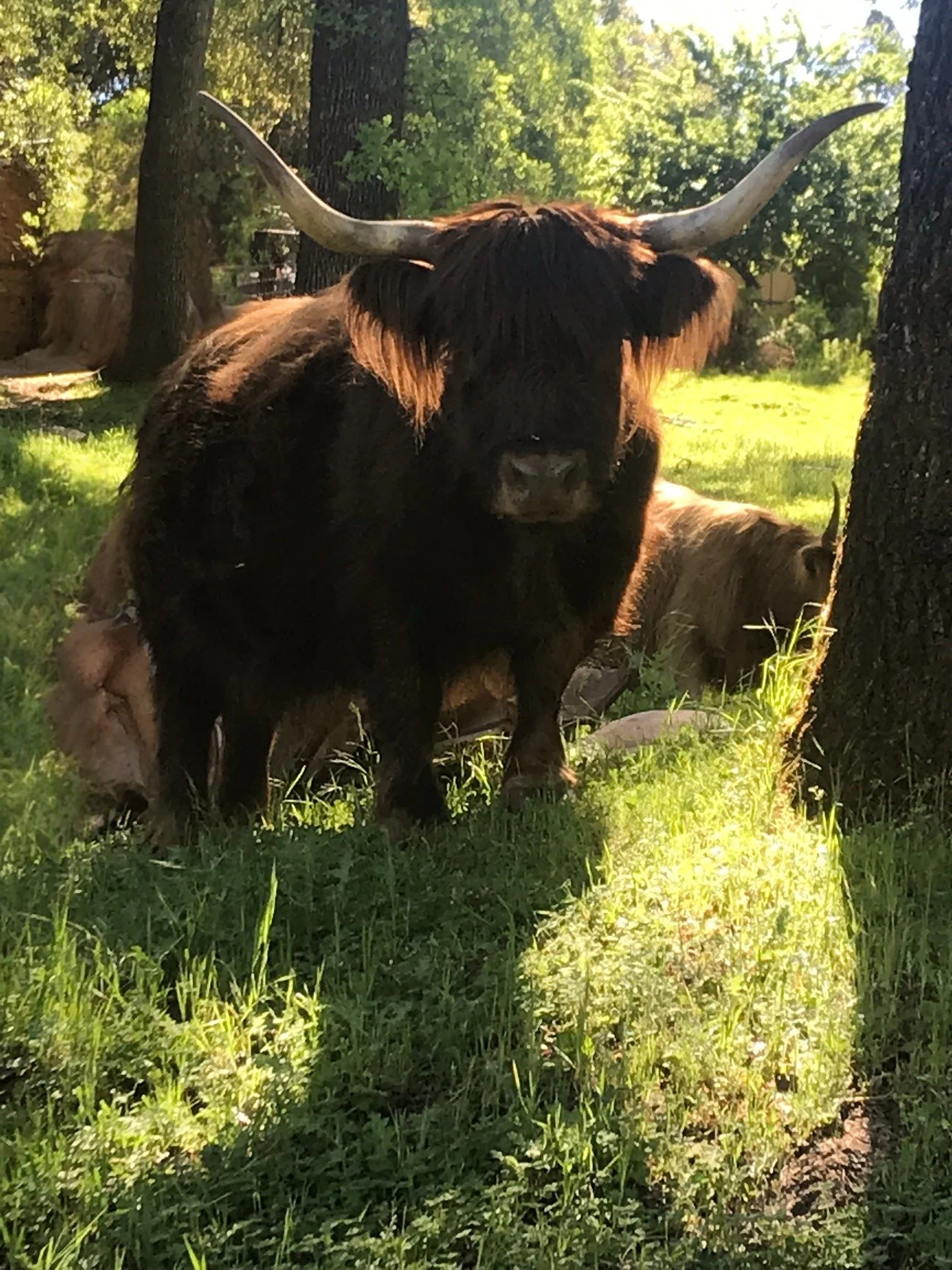 A large, dark-furred Highland cattle with long, curved horns lying on green grass in a shaded forest area during daylight.