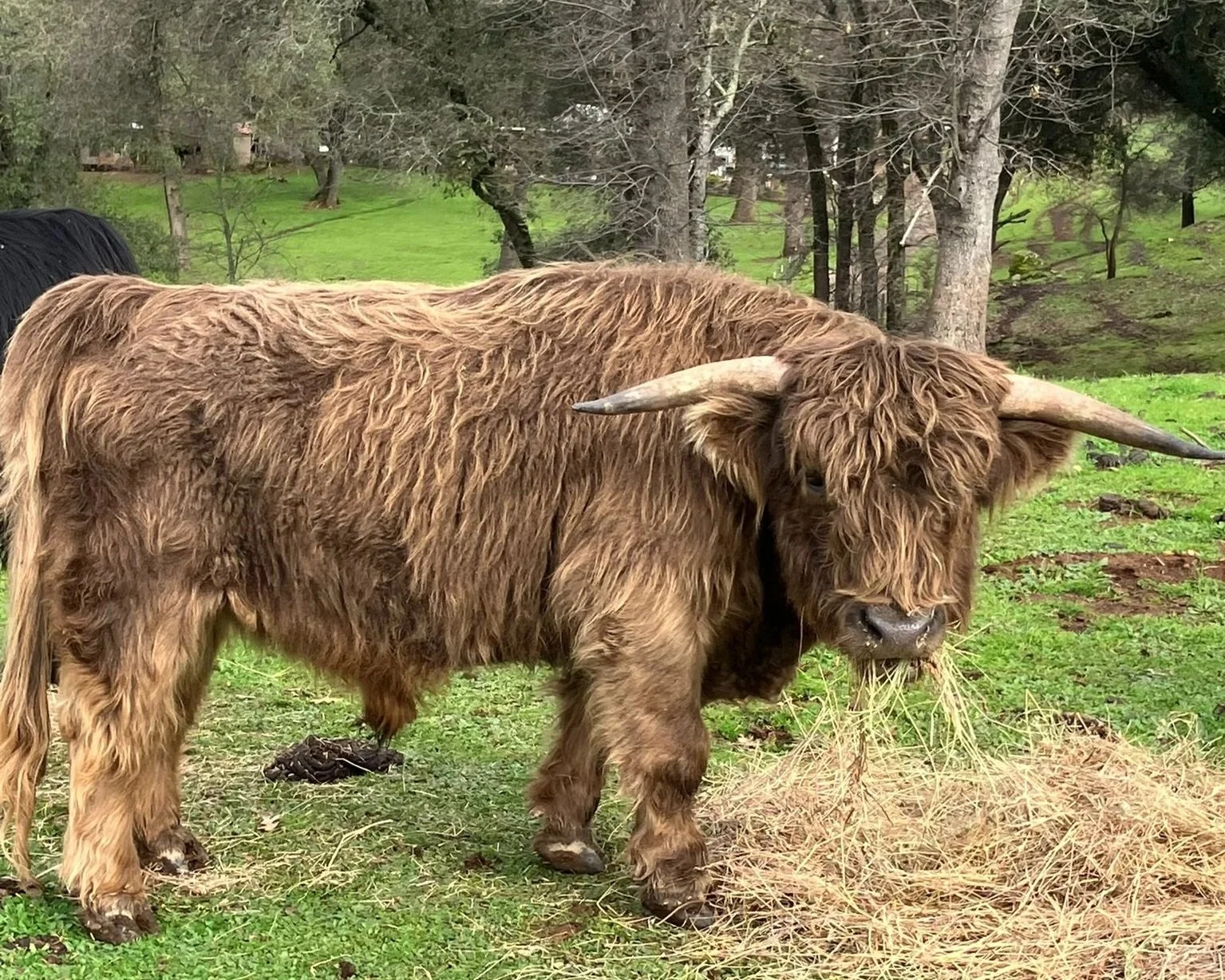A Highland cow with long brown shaggy hair eating hay in a grassy outdoor area, with trees in the background.