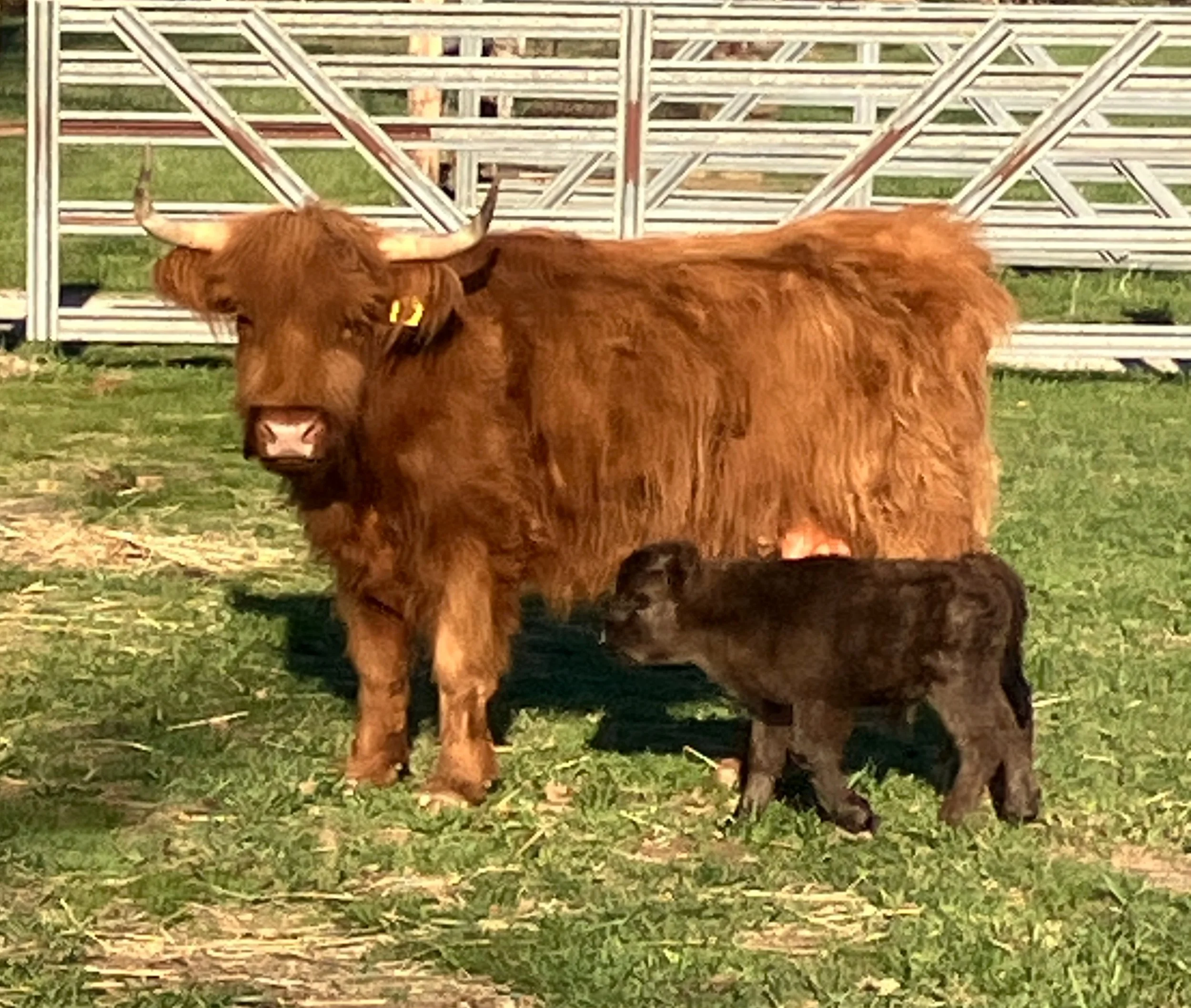 A brown cow with a yellow ear tag standing on green grass in front of metal bleachers.