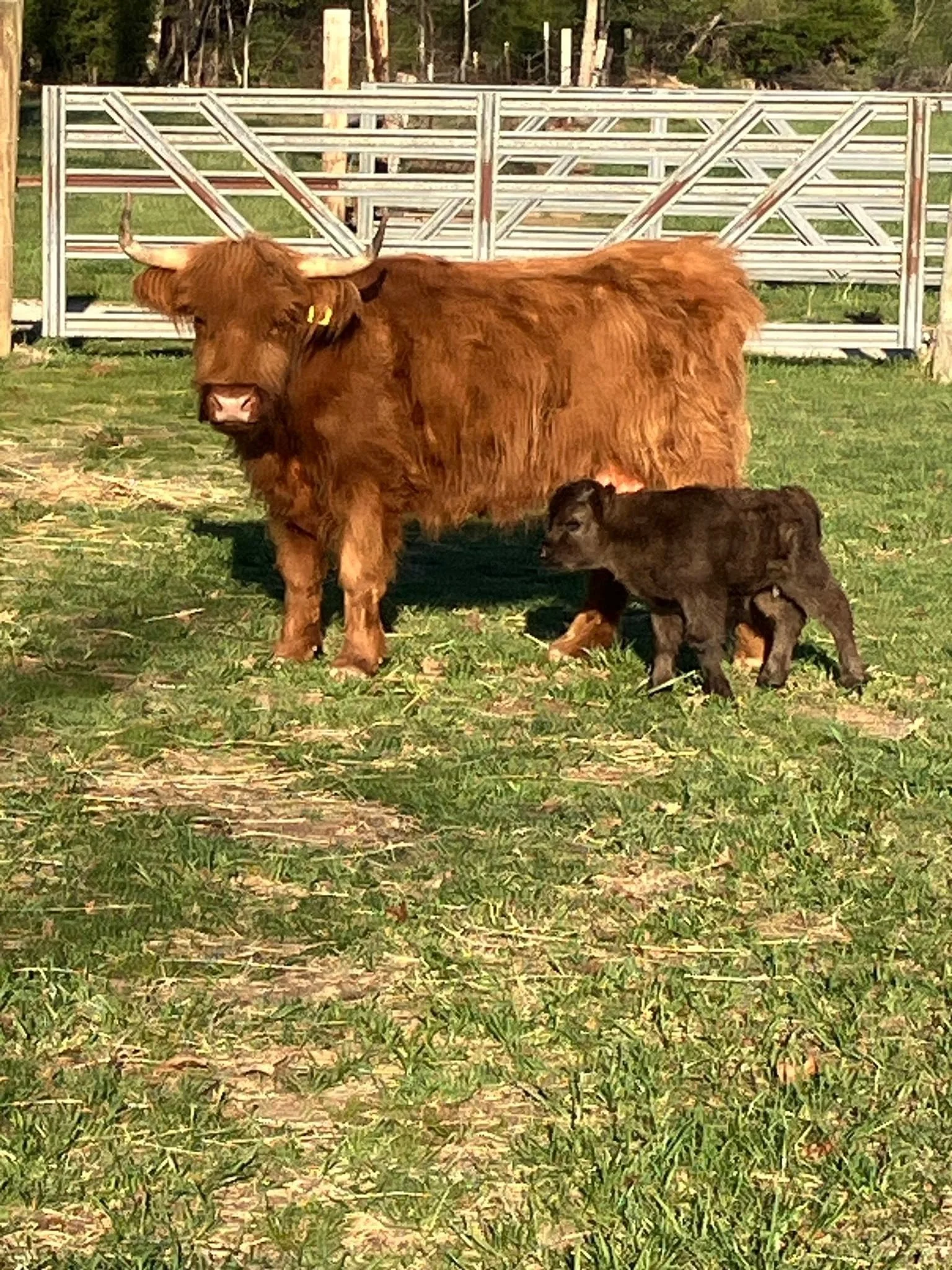 A brown Highland cow with large horns standing on a grassy field with a black puppy near its front legs, in front of a metal gate.