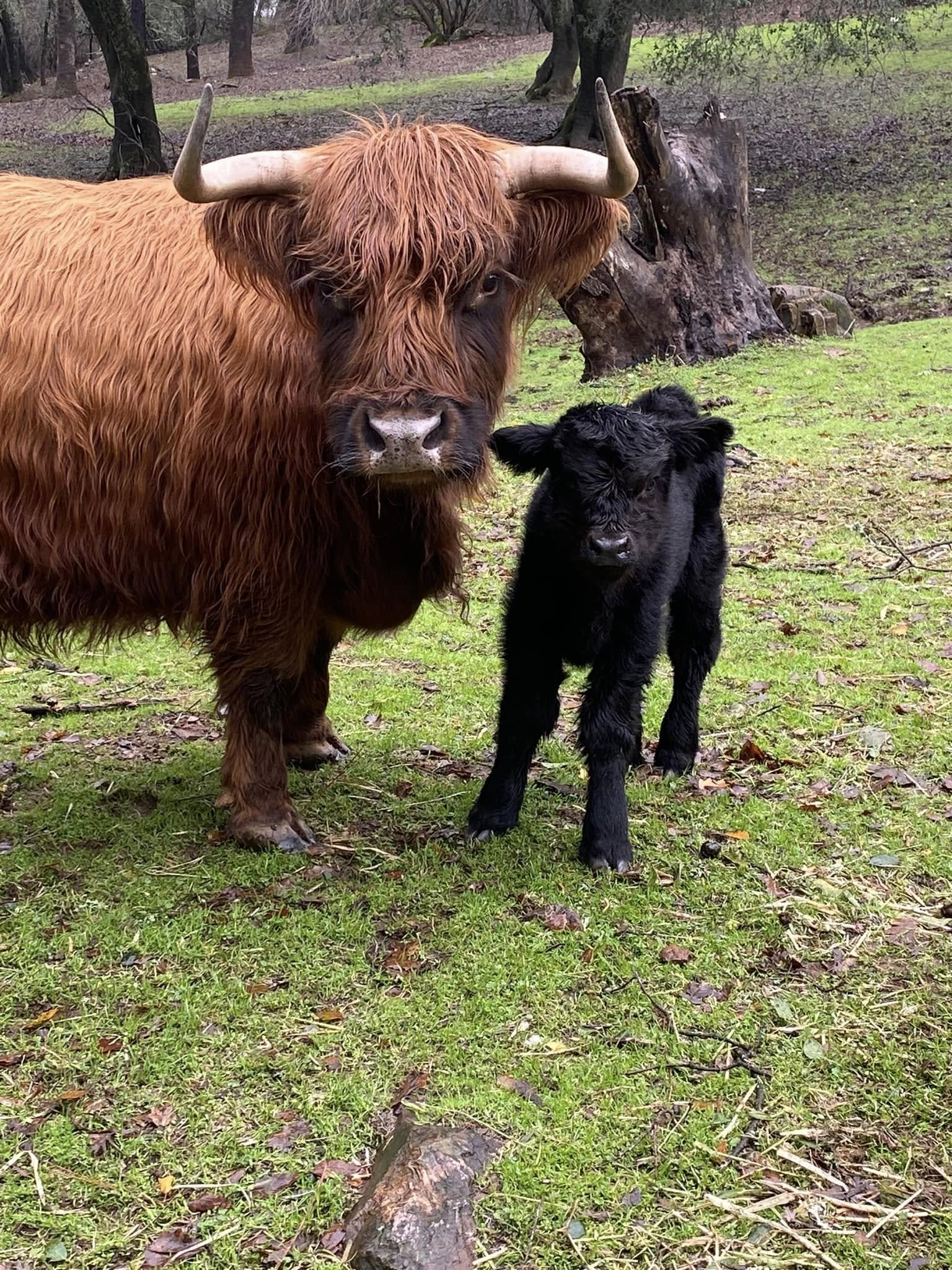 A large Highland cow with long, shaggy, reddish-brown hair and prominent curved horns standing outdoors on green grass in a wooded area, with a small black calf nearby.