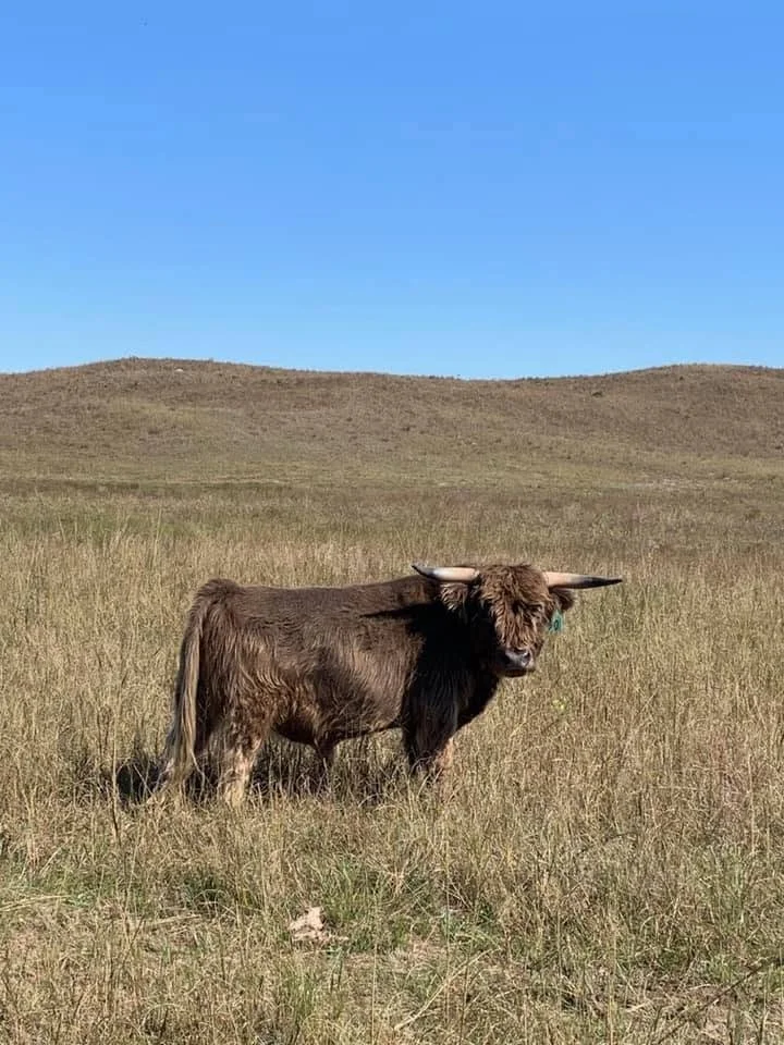A Highland cow standing in a grassy field with rolling hills and a clear blue sky in the background.