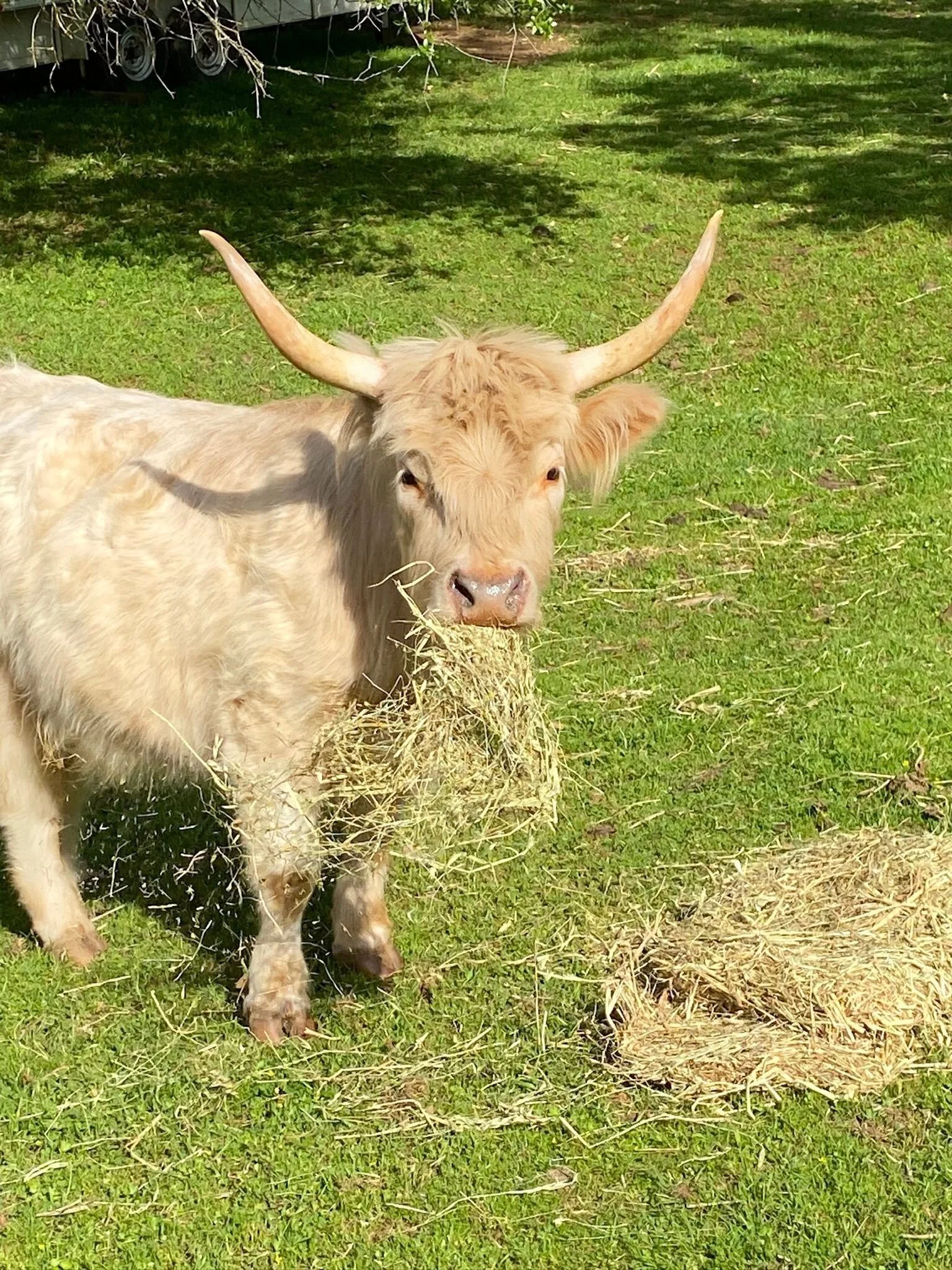 A light-colored cow with long, upward-curving horns standing on green grass and eating hay.