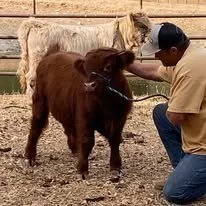 A person holding a small brown pony with a halter, standing on dirt ground in an outdoor setting with larger horses in the background.