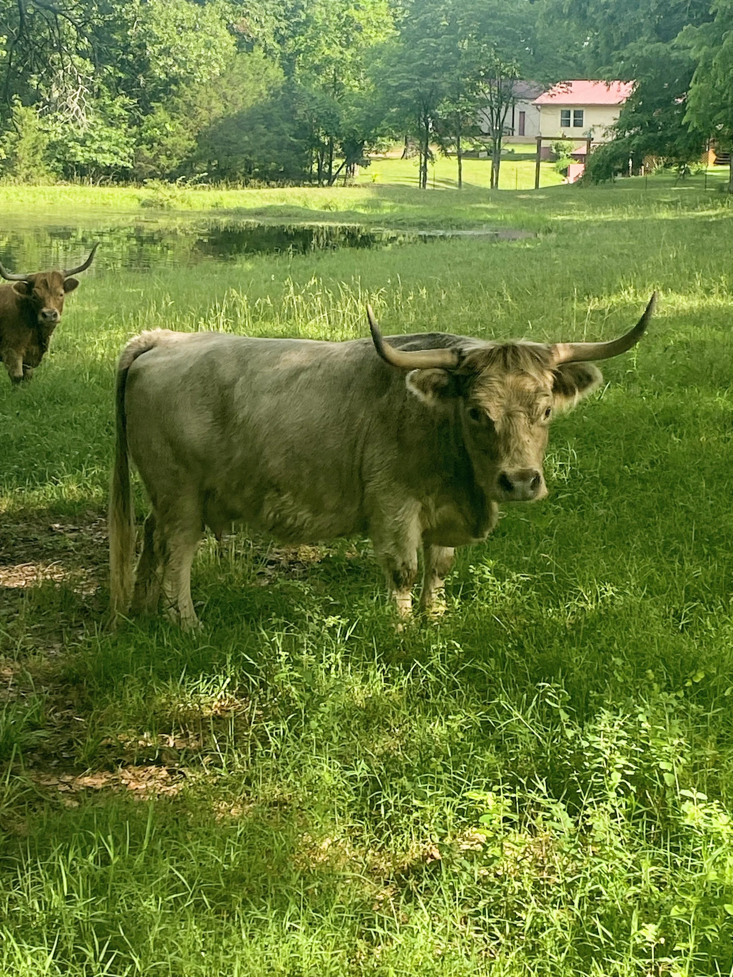 A brown cow with large horns standing on green grass near a pond, with trees and a house with a pink roof in the background.
