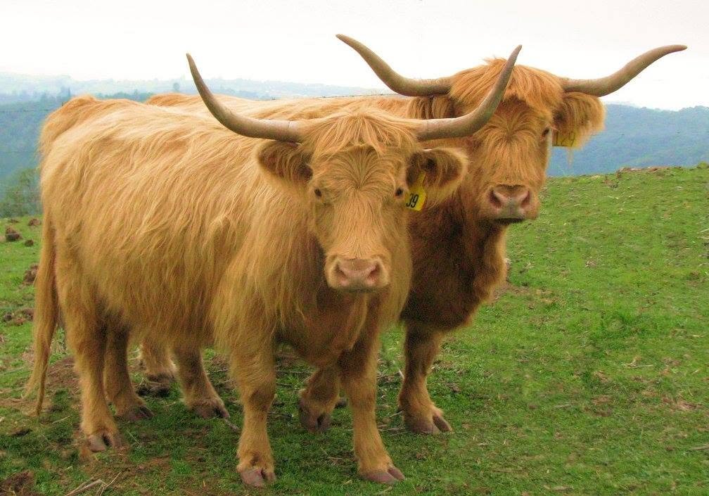 Two Highland cattle standing on a grassy hill with a cloudy sky in the background.