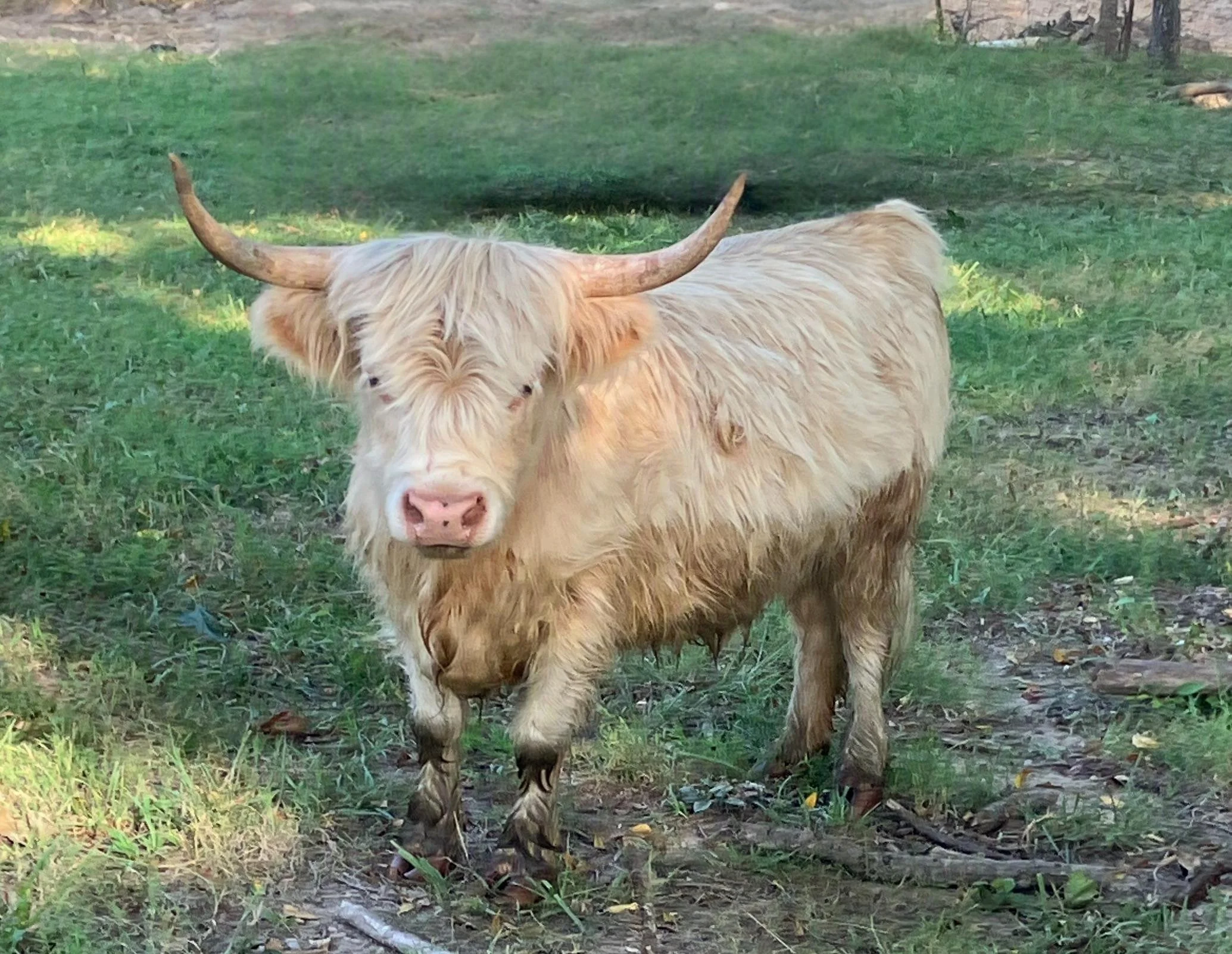 A Highland cow standing on green grass, facing the camera, with large curved horns, light brown fur, and a pink nose.