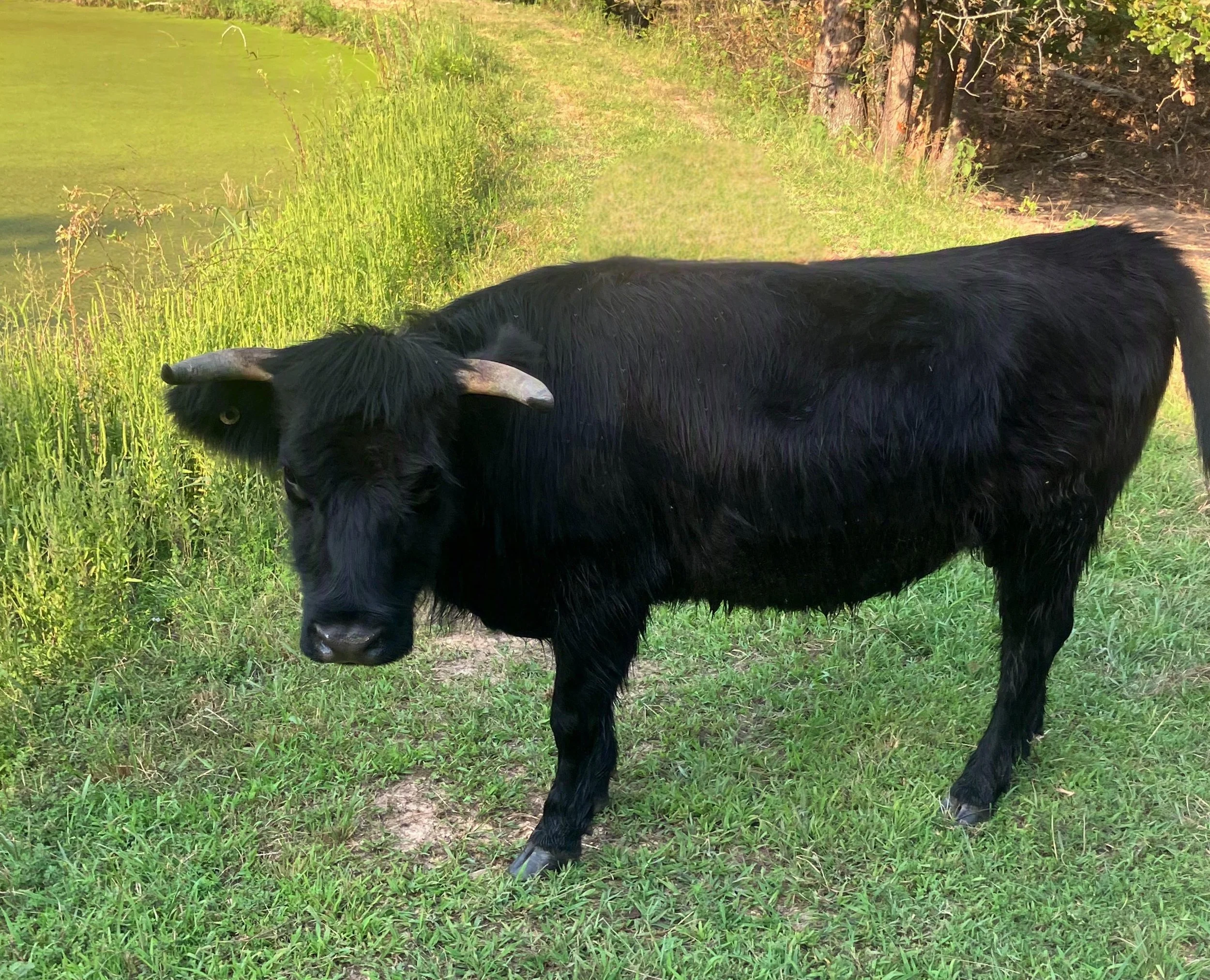 A black cow standing on a grassy path near a water body with trees in the background.