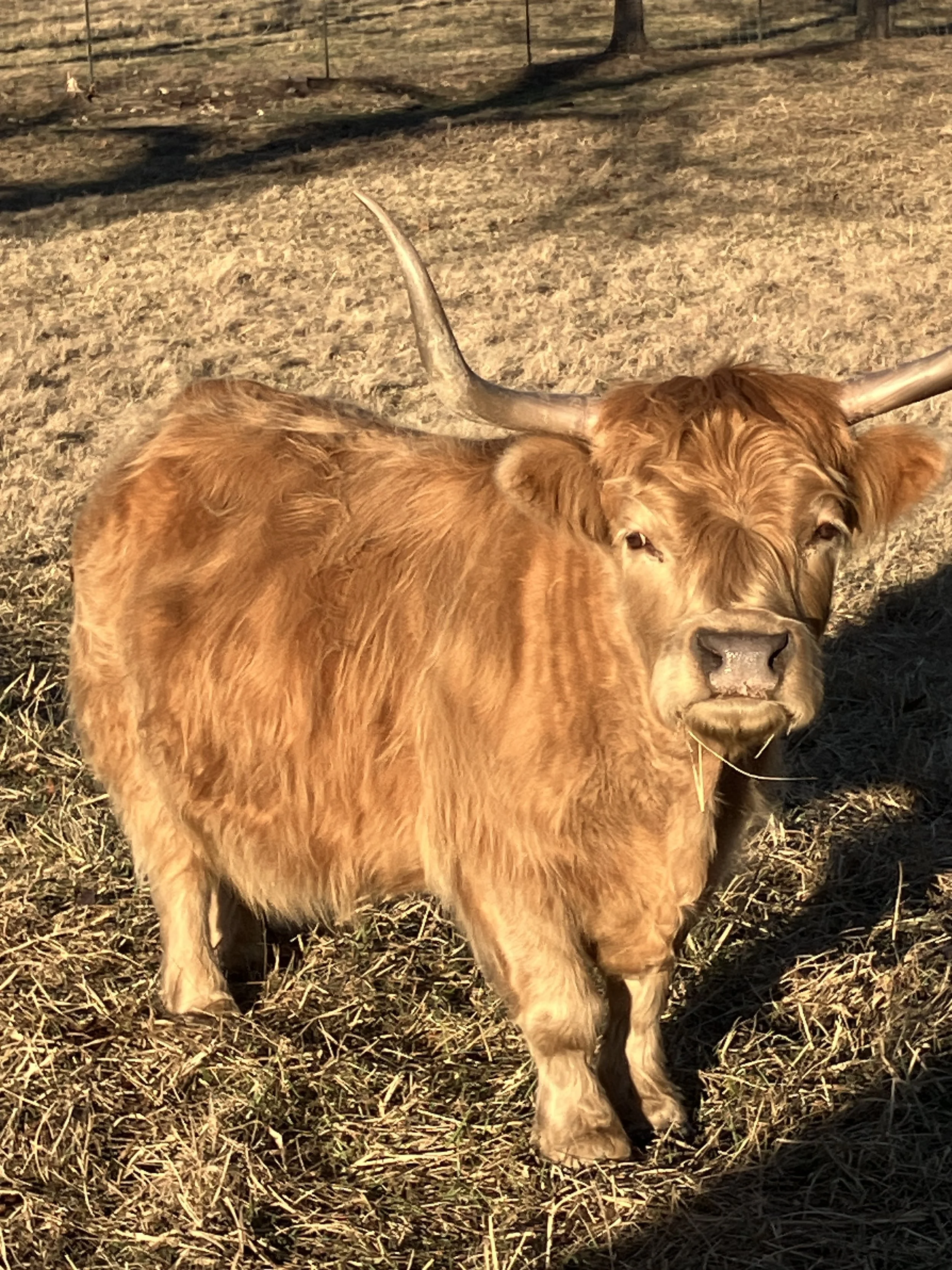 A light brown cow with prominent horns walking on dry grass in an open field, with shadows cast by surrounding trees.