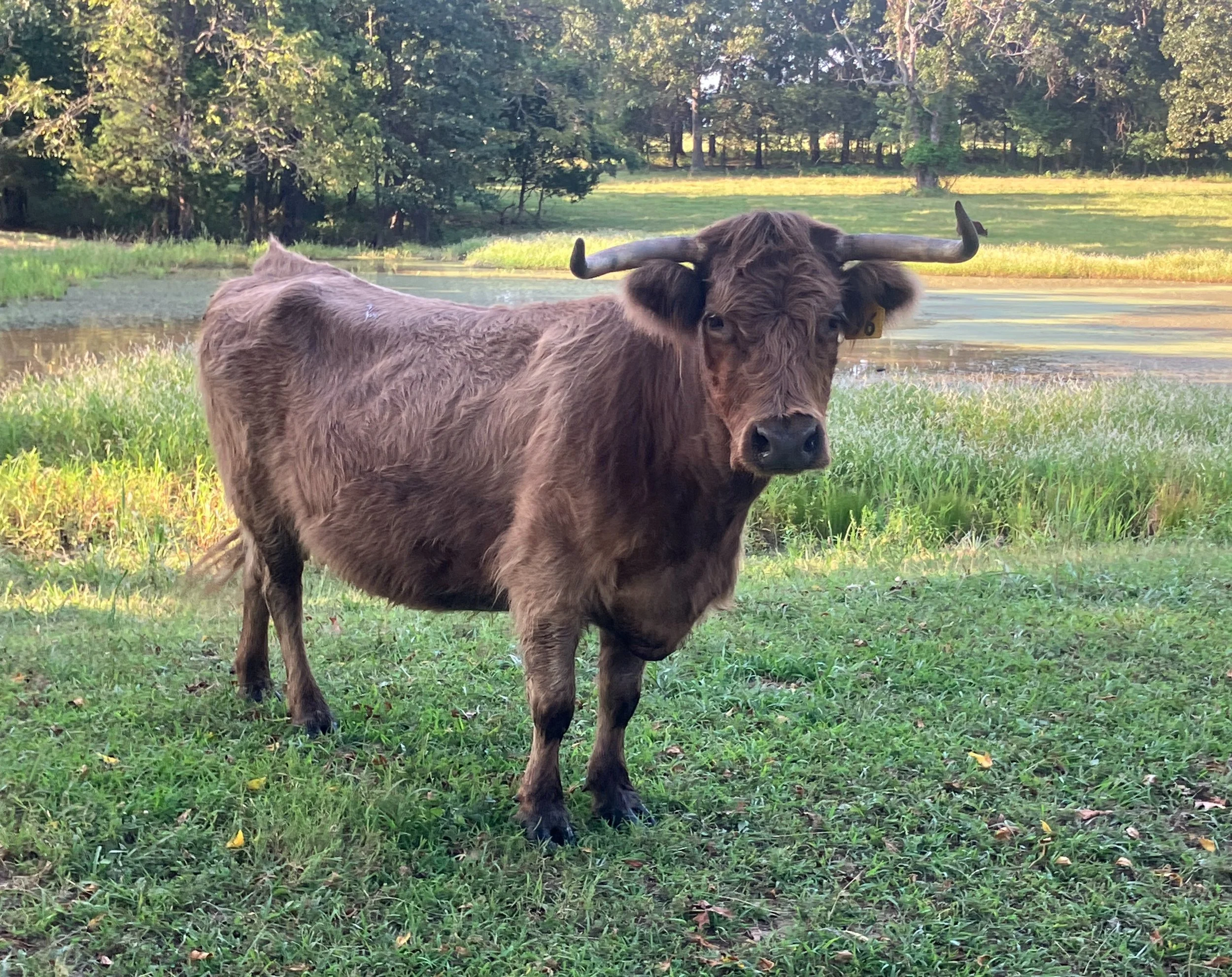 A brown buffalo standing on green grass near a body of water with trees in the background during daylight.