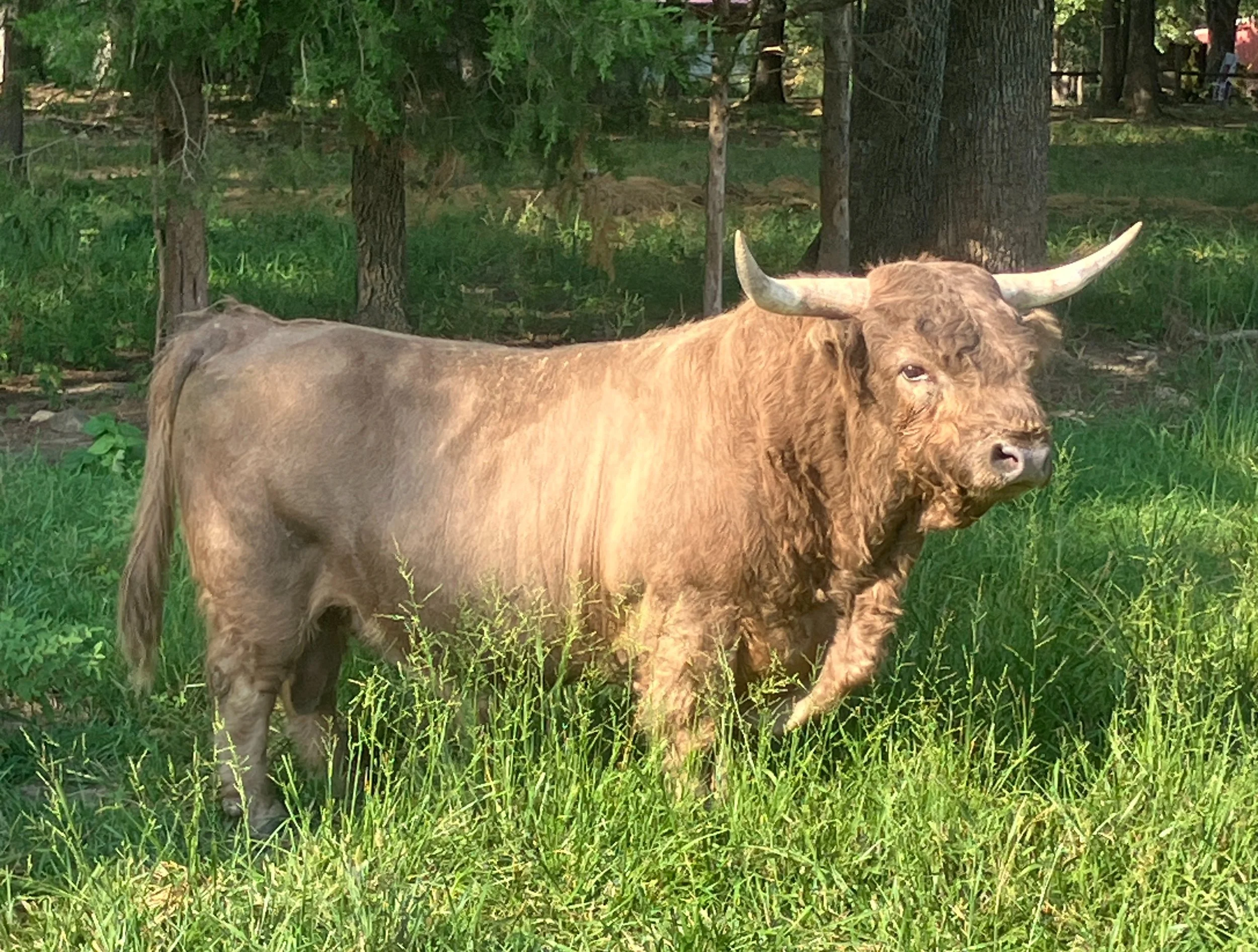 A brown long-horned cow grazing in a grassy field with trees in the background.