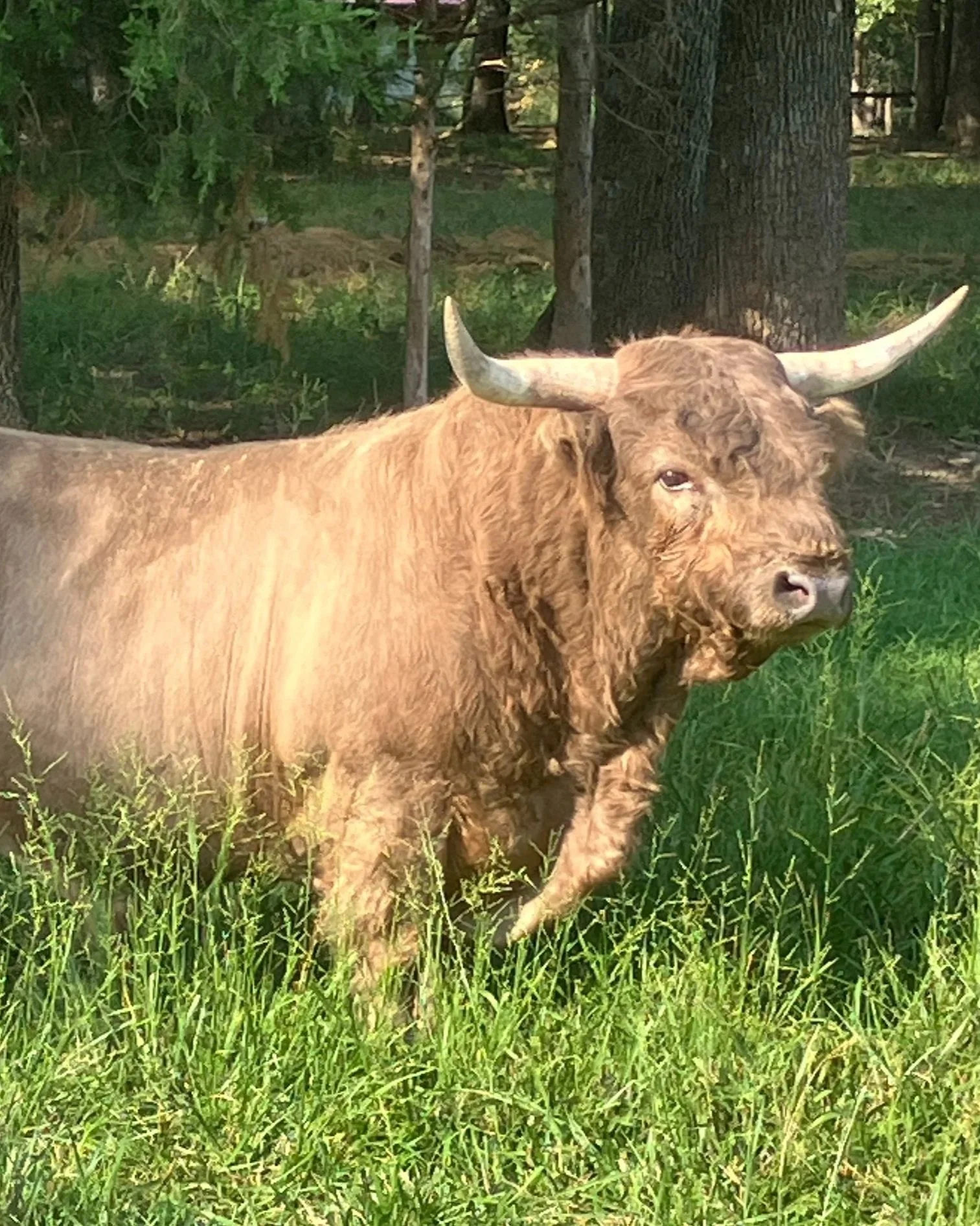 A large brown buffalo with curved horns standing in green grass outdoors with trees in the background.