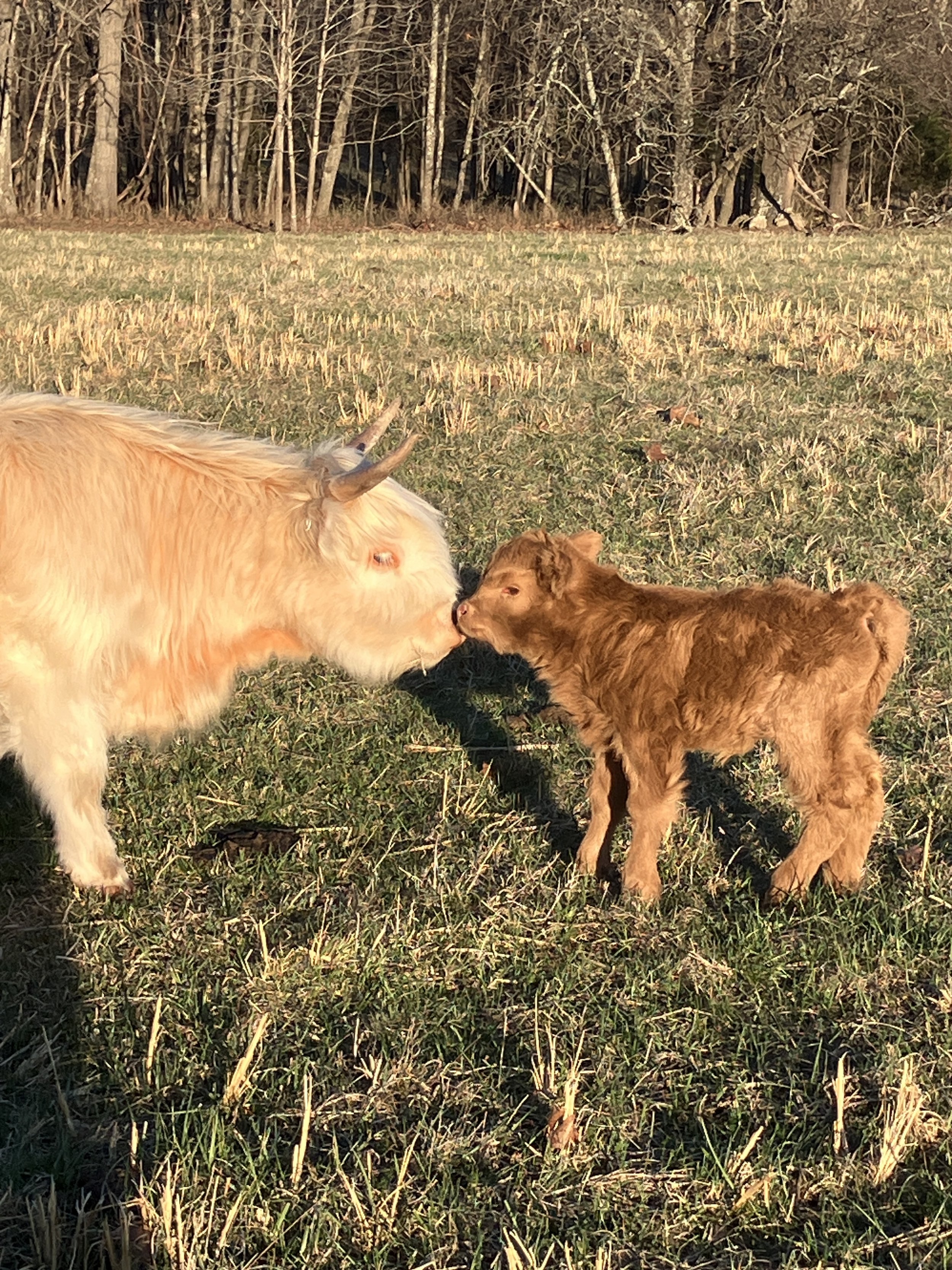 A cow and a puppy touching noses in a grassy field with trees in the background.