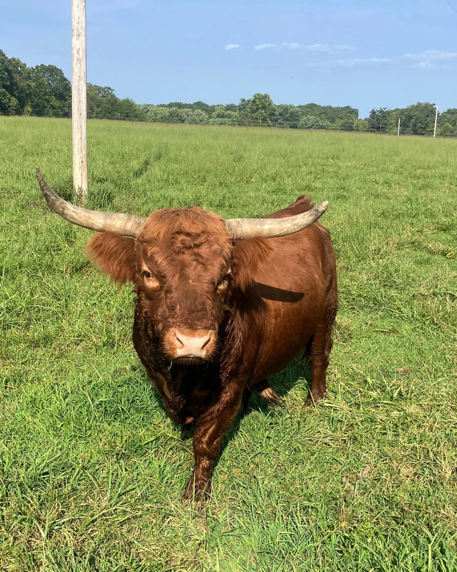 A brown Highland cow with large curved horns standing in a grassy field on a sunny day.