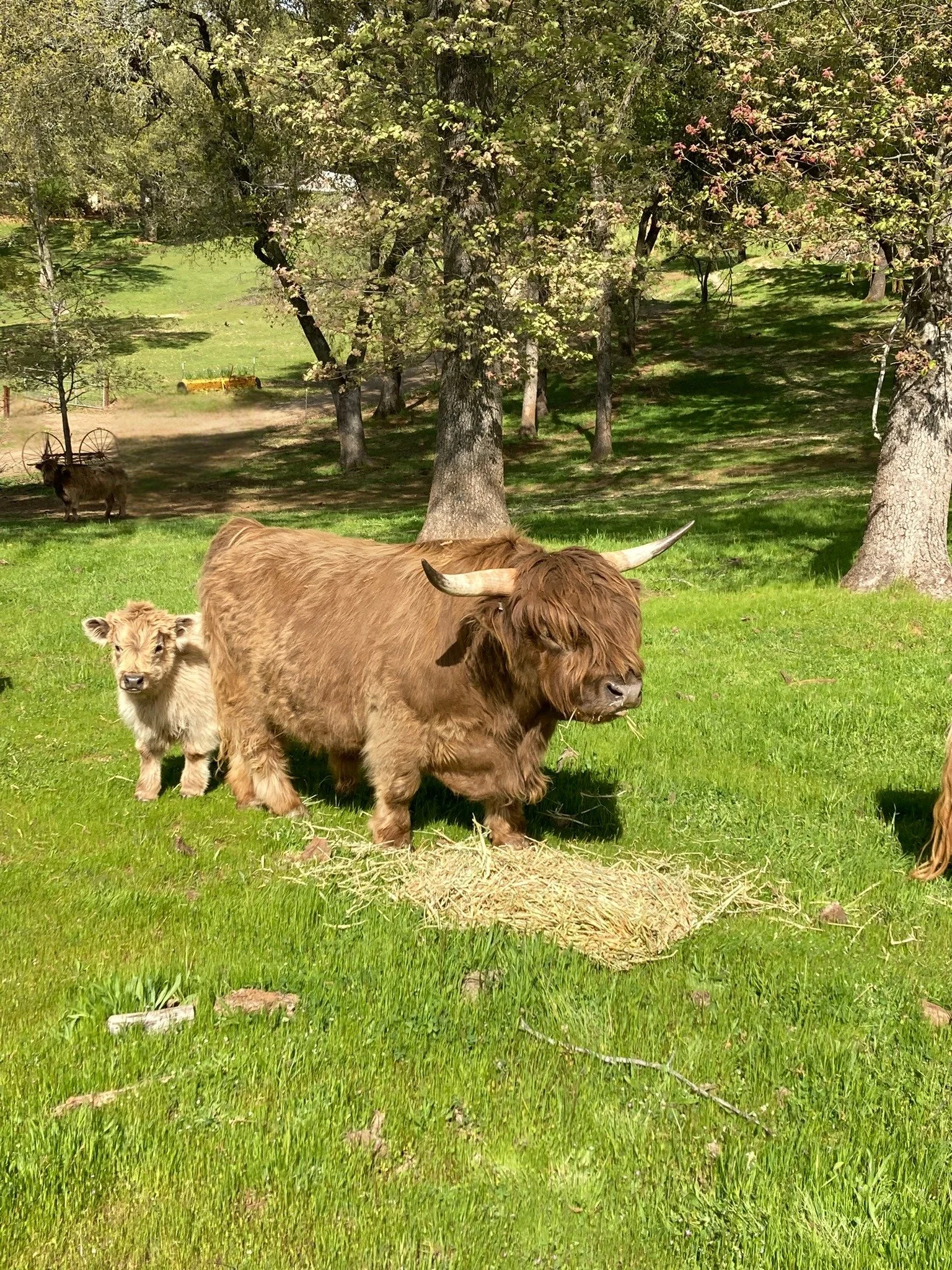 A brown cow and a calf standing on green grass in a wooded area with trees and a hay bale in the background.