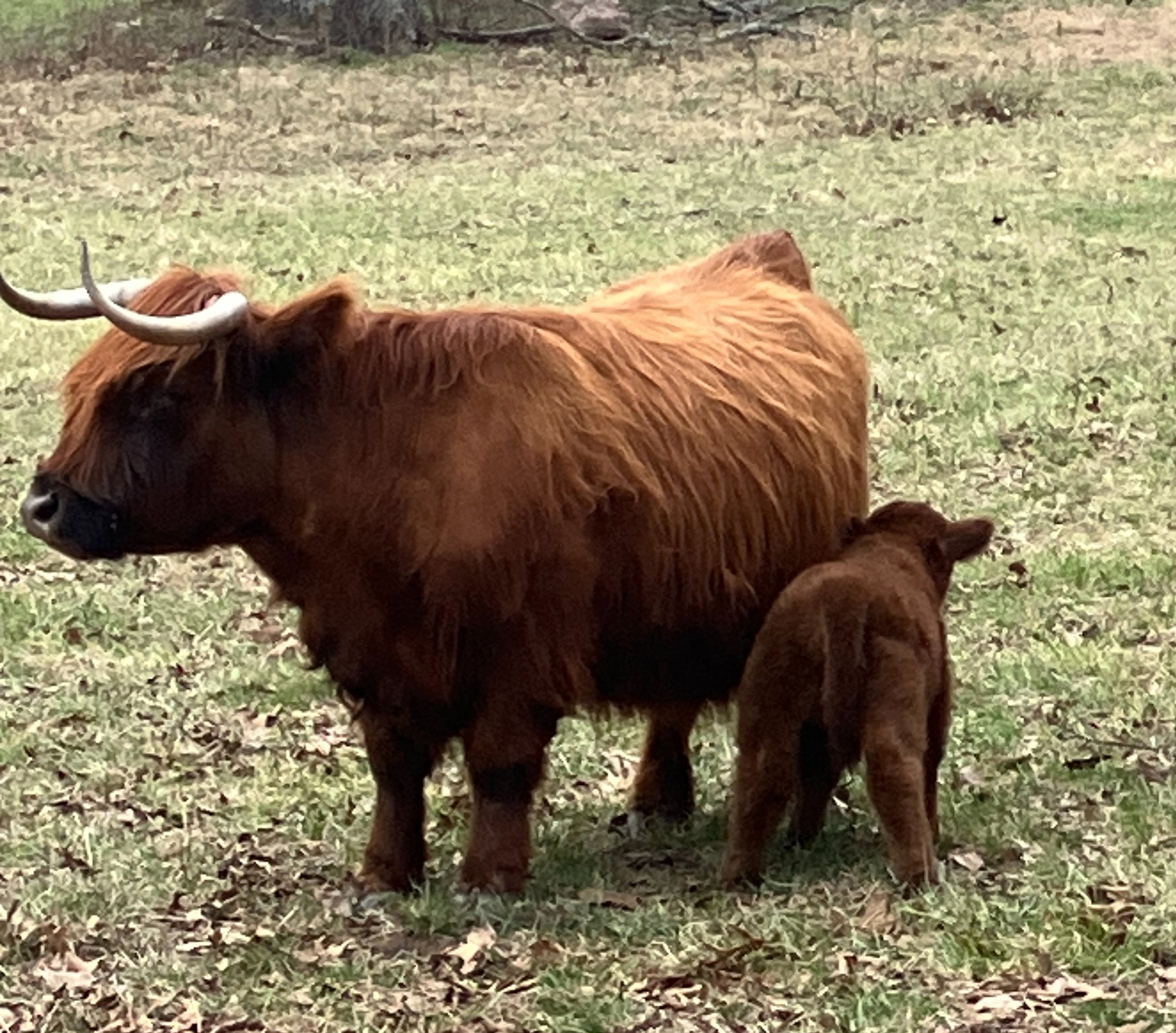 A brown cow with curved horns standing on a grassy and leafy area outdoors.