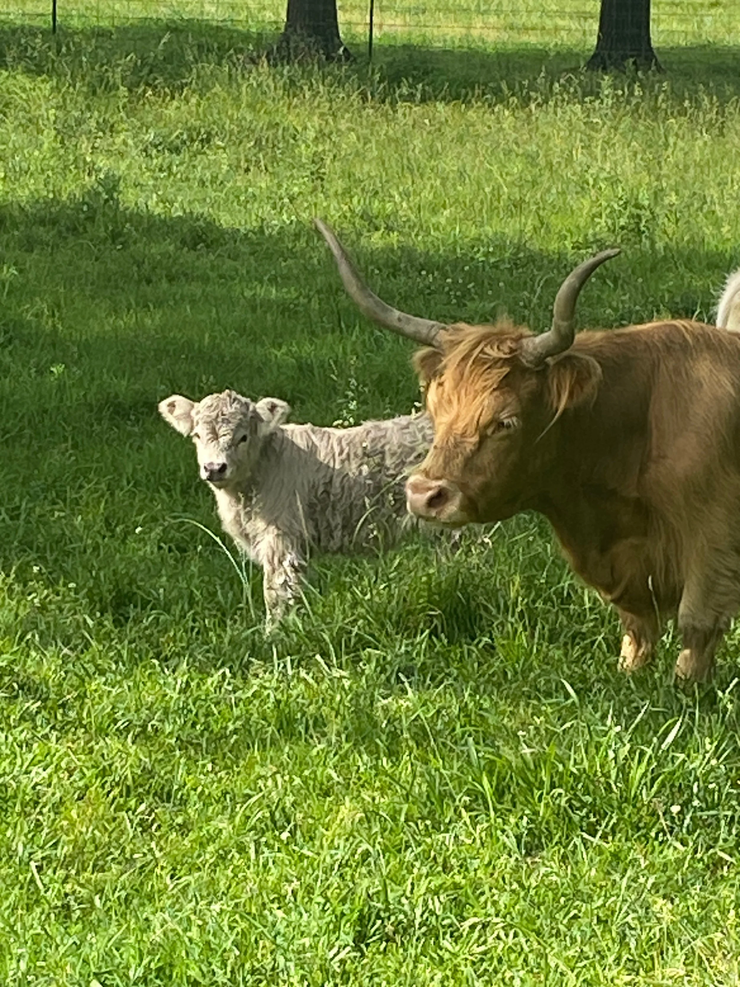 A large brown lion with a dark mane and prominent horns stands next to a small white tiger cub with black stripes in a grassy area with trees in the background.