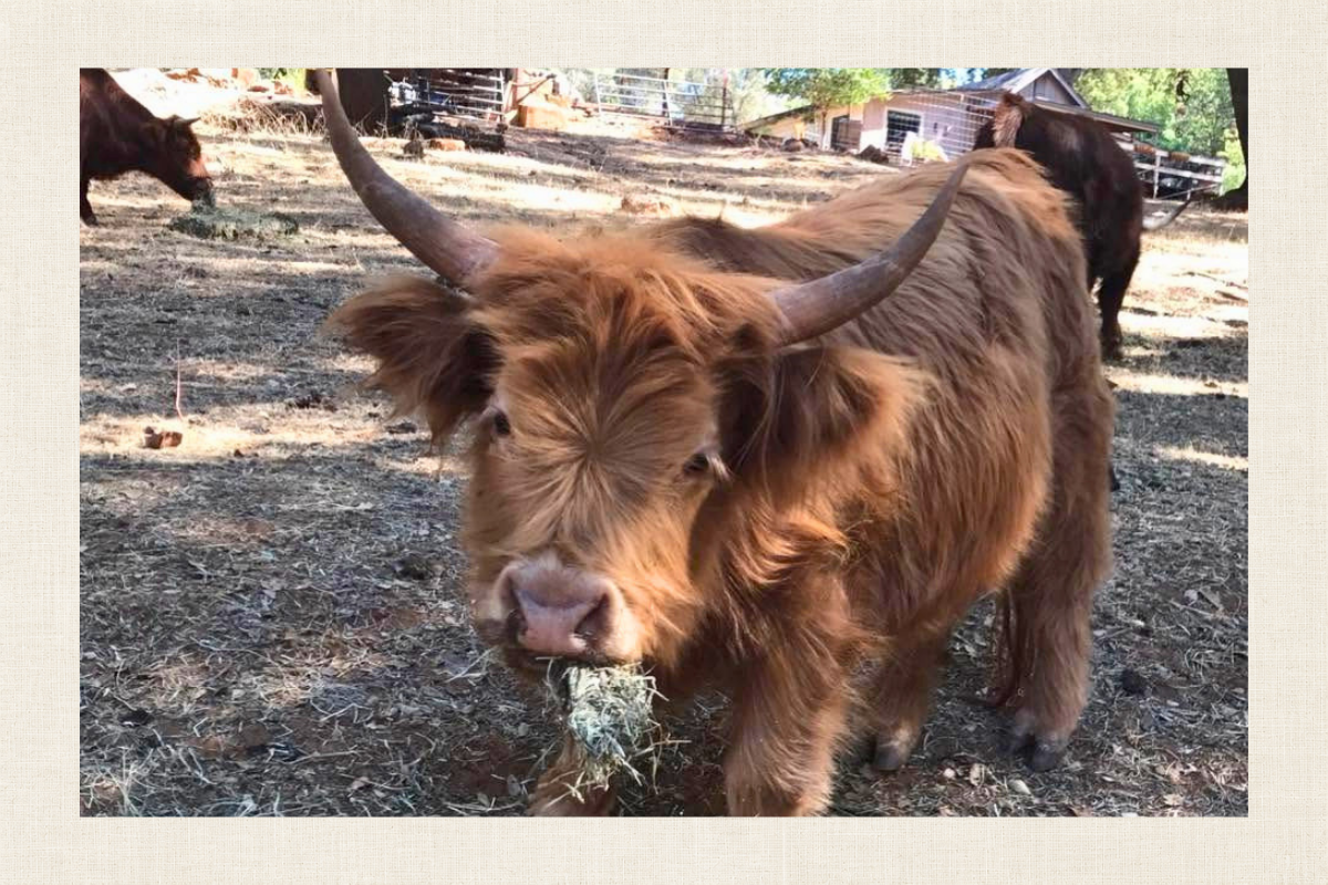 A brown Highland cow with long horns standing outdoors, eating hay, with other cows and farm structures in the background.