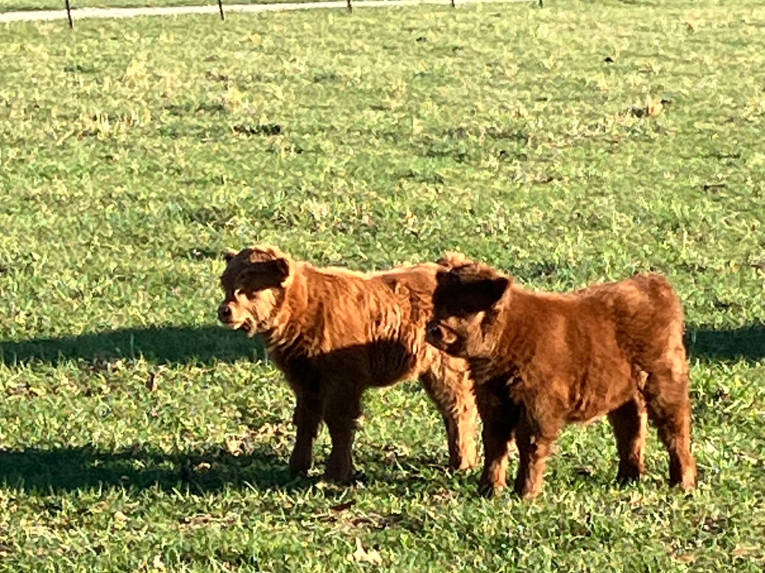 Two brown puppies standing in a grassy field with a wire fence in the background.