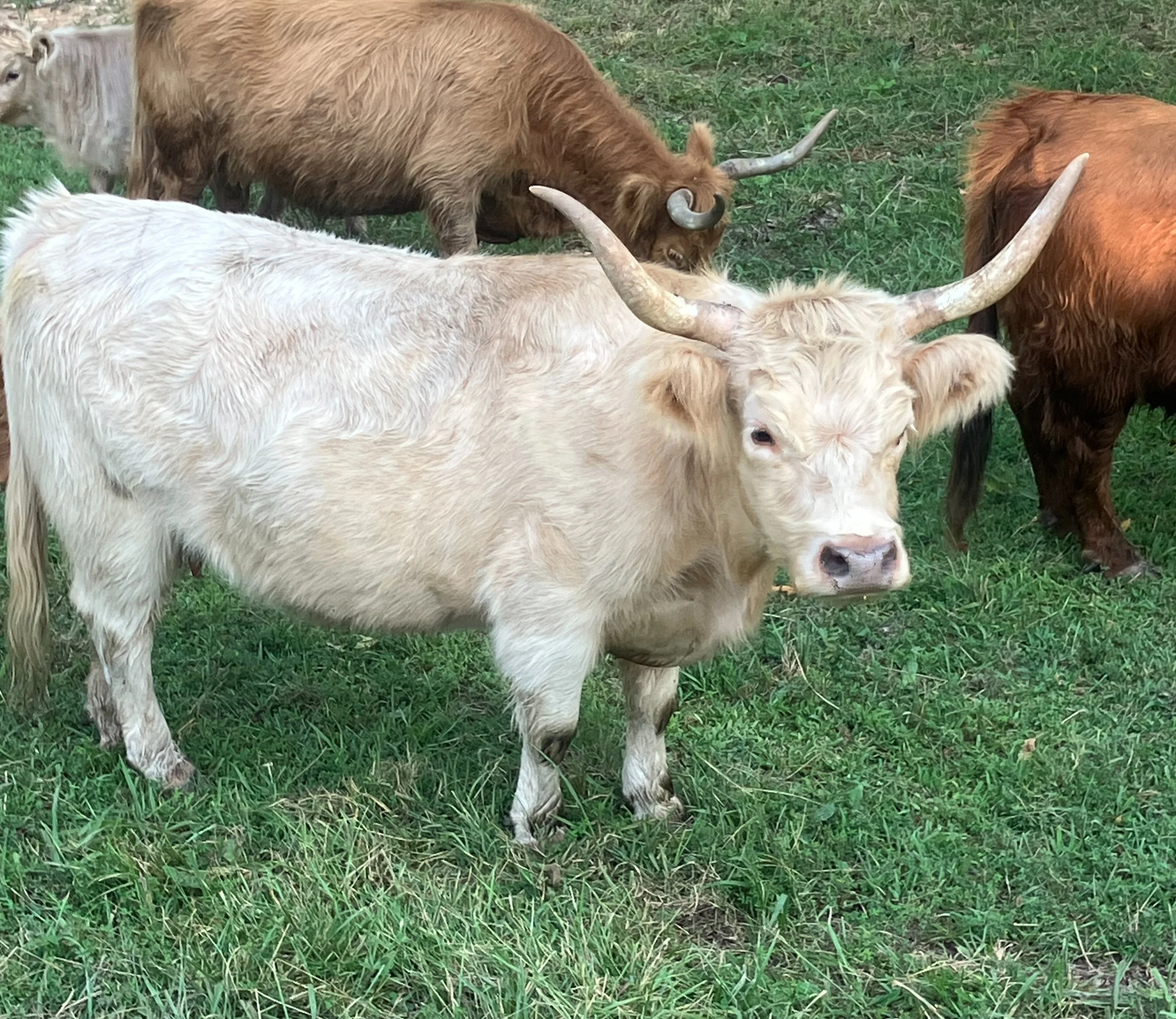 A group of grazing cattle on green grass, including a cream-colored one with long, curved horns in the foreground and a brown one with long horns behind it.