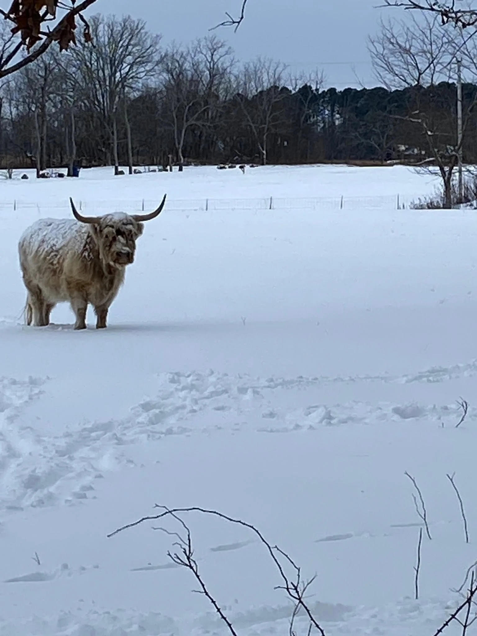 A Highland cow standing in the snow with long horns and a shaggy coat, surrounded by snow-covered ground and leafless trees in the background.