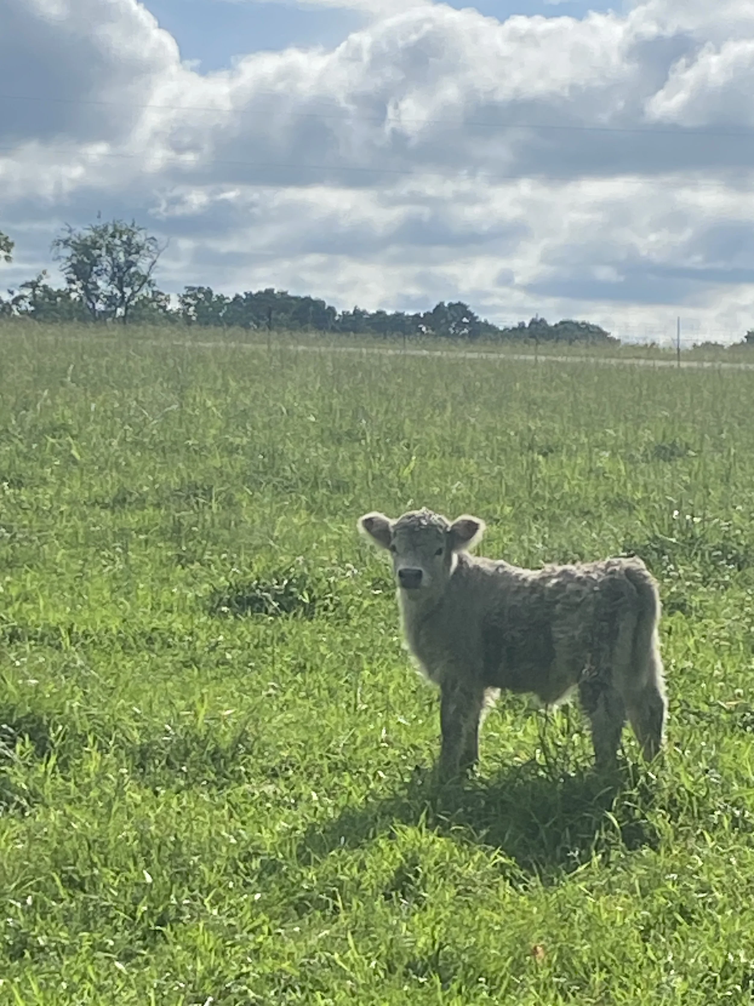 A calf standing in a grassy field under a partly cloudy sky.