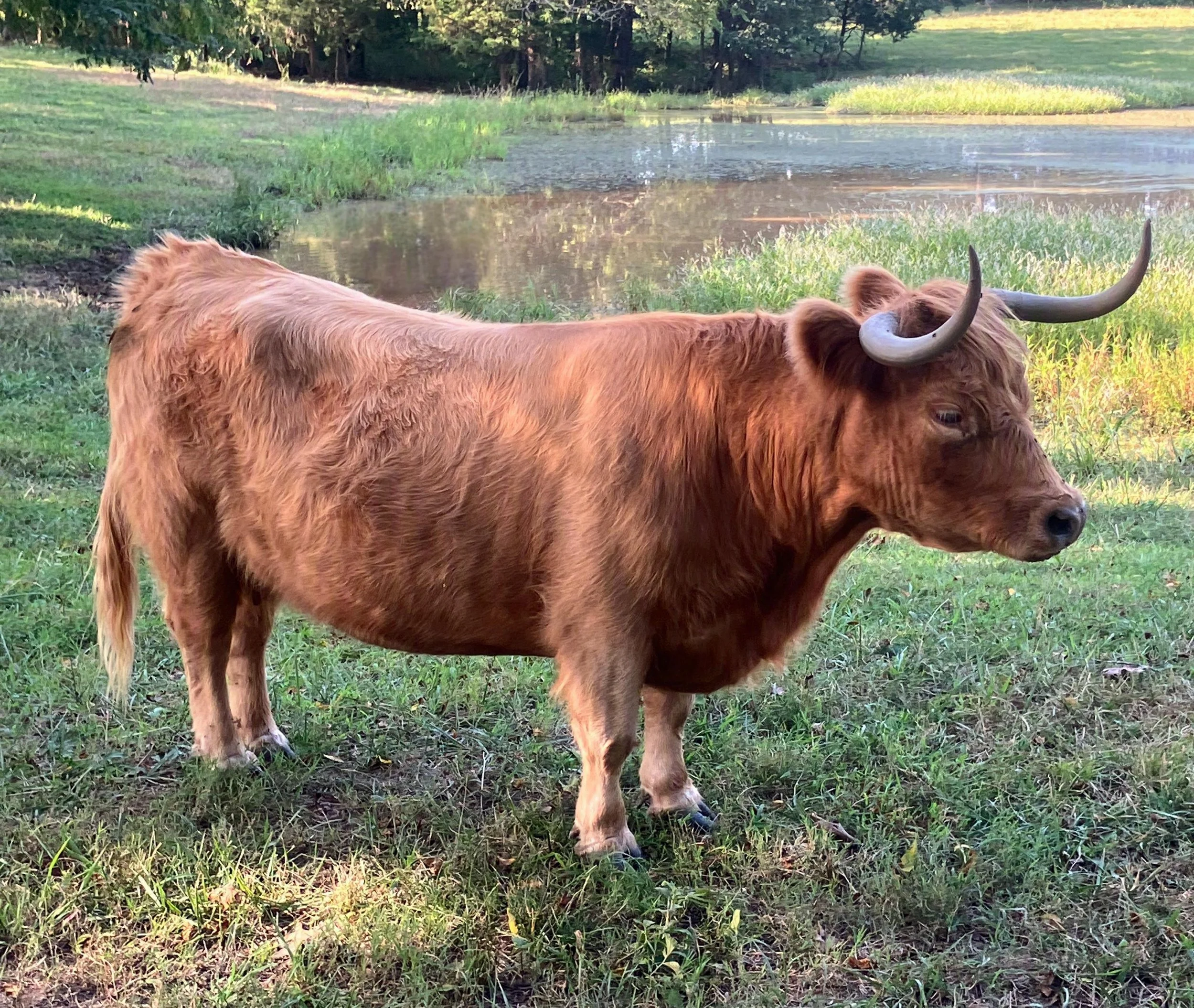 A brown cow with horns standing on green grass near a body of water, with trees in the background.