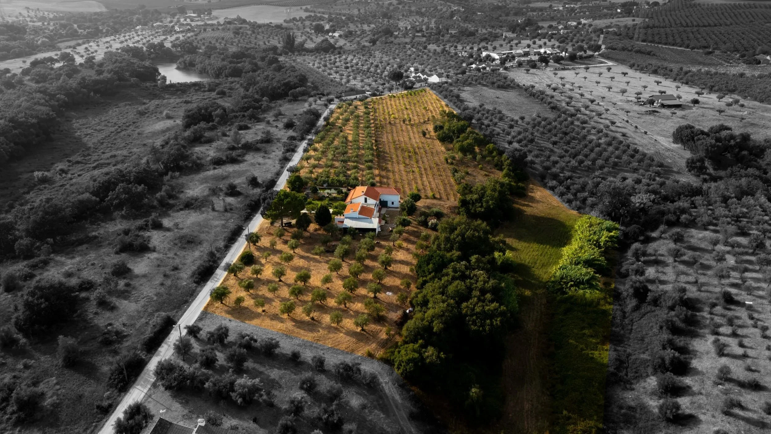 A color photograph of a farm property with olive trees, fruit trees, and a vineyard, set against a black-and-white background depicting a rural landscape.