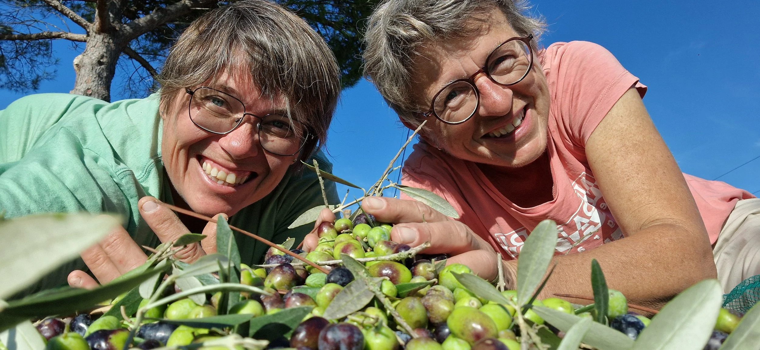 Two smiling women harvesting olives outdoors in sunny weather, with a tree in the background.