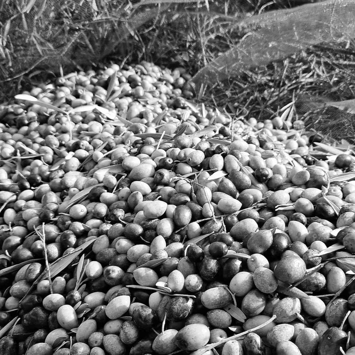 Land & Harvest