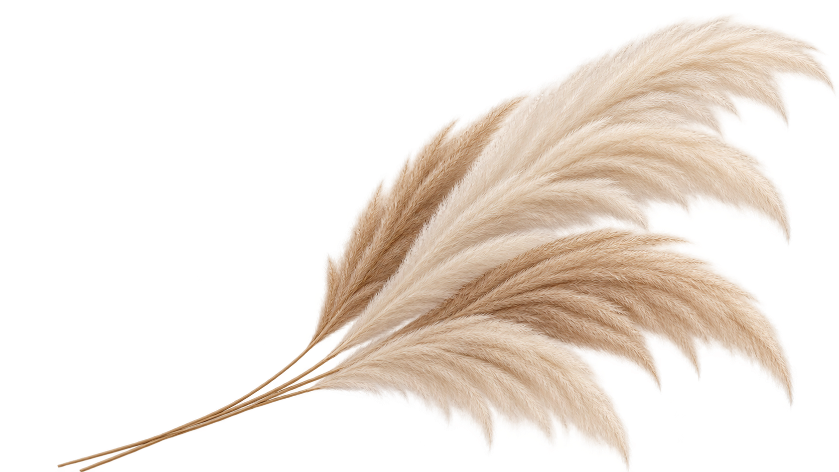 Cream-colored pampas grass with feathery plumes.