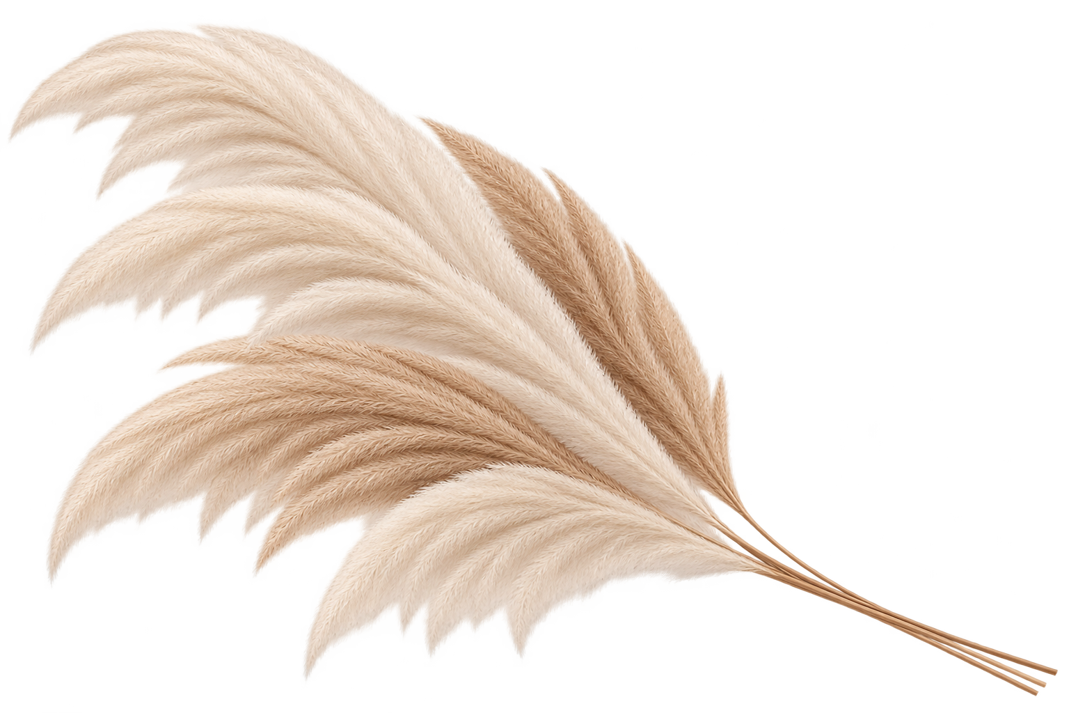 Close-up of a bunch of beige and cream-colored pampas grass with feathery plumes.