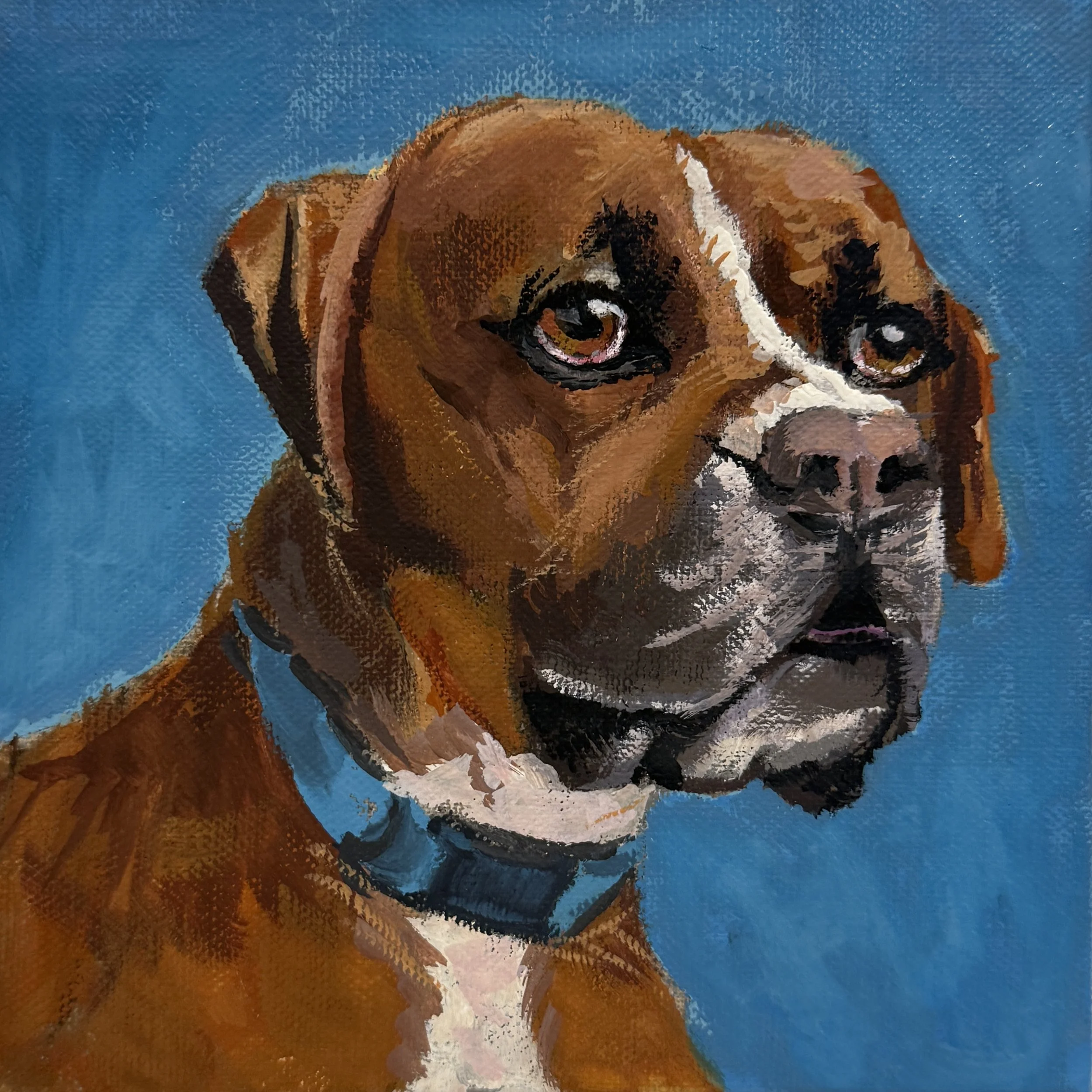 Rufus | Gouache