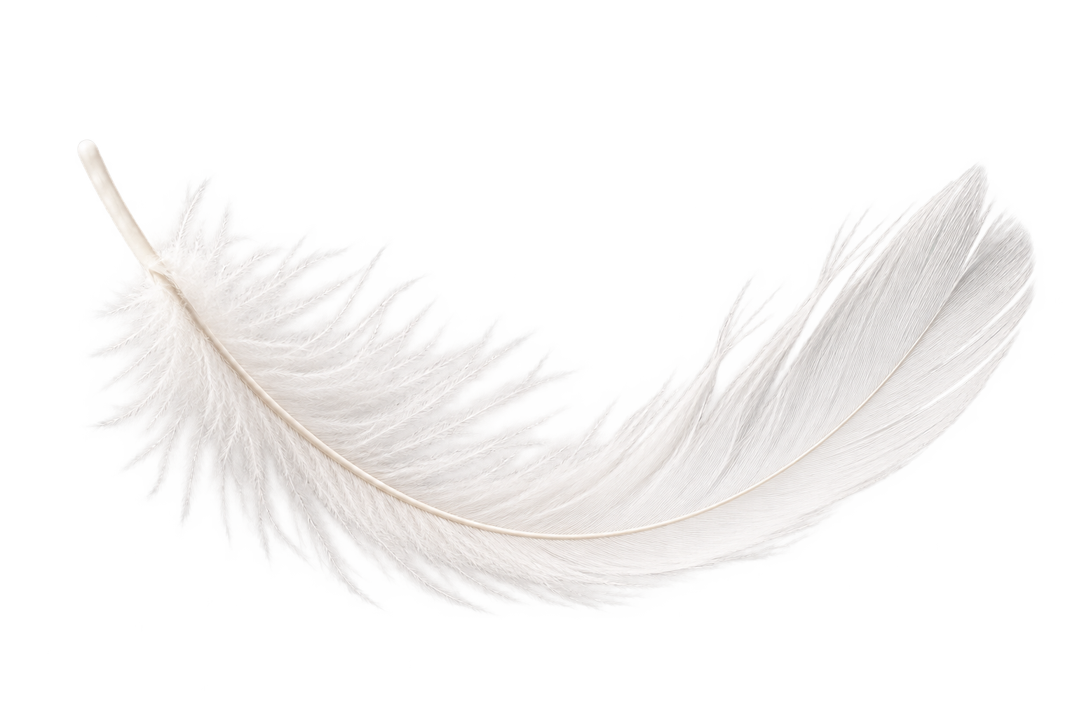 Close-up of a white bird feather with soft, delicate barbs on a black background.