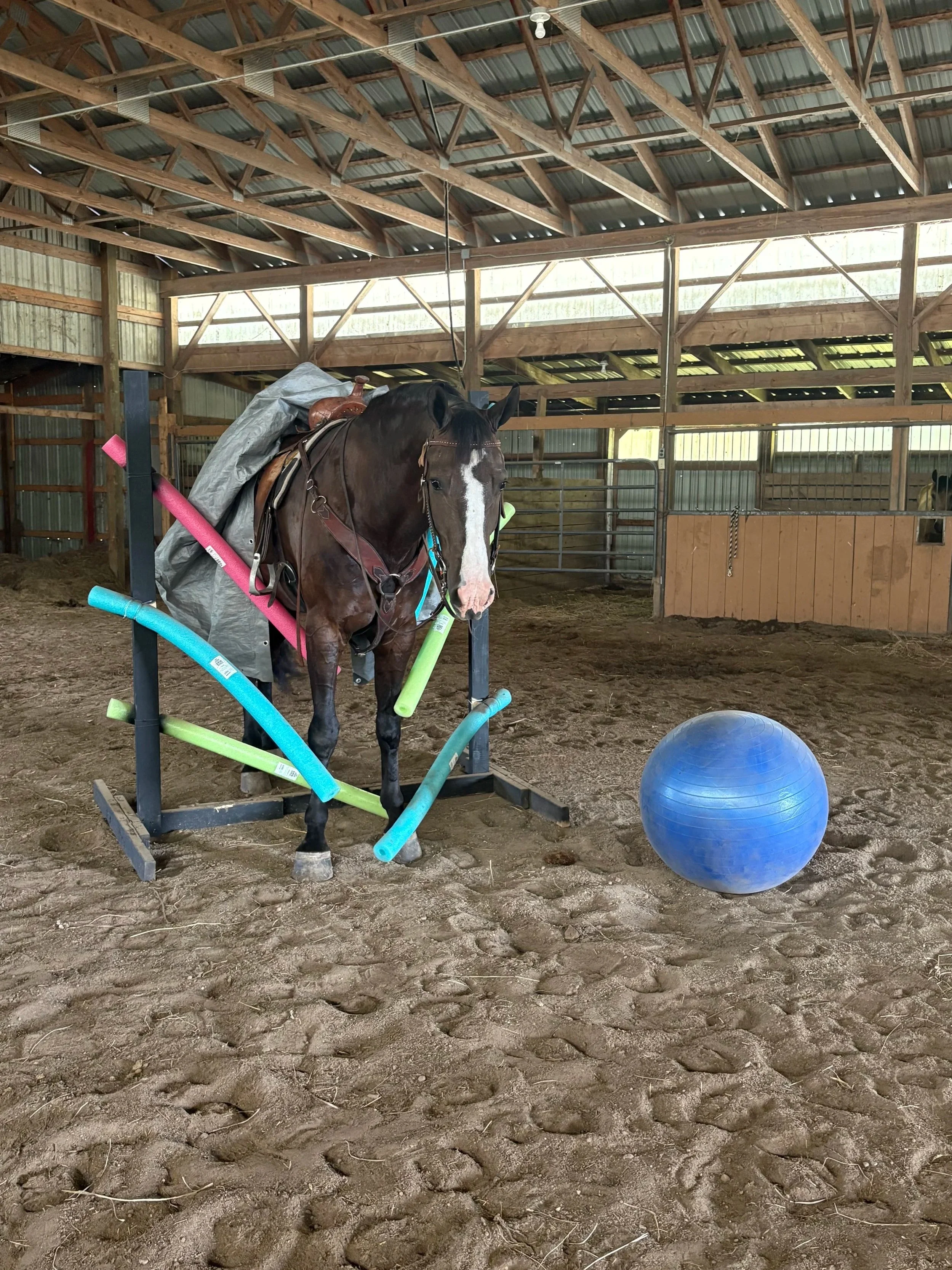 Indoor horse riding arena with a brown horse tied to a training frame, colorful foam tubes on the horse, a large blue exercise ball on the dirt ground, and wooden and metal structure in the background.
