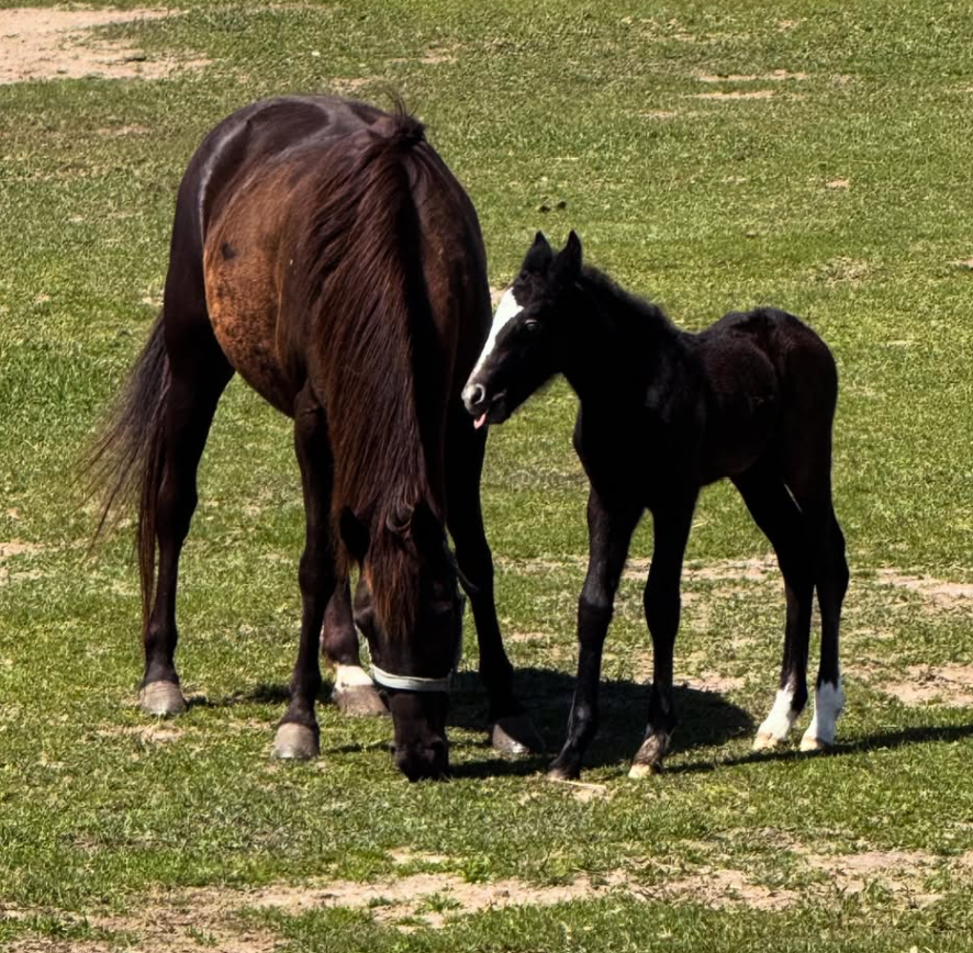 A brown horse and a black foal standing on green grass, with the horse grazing and the foal sticking its tongue out.