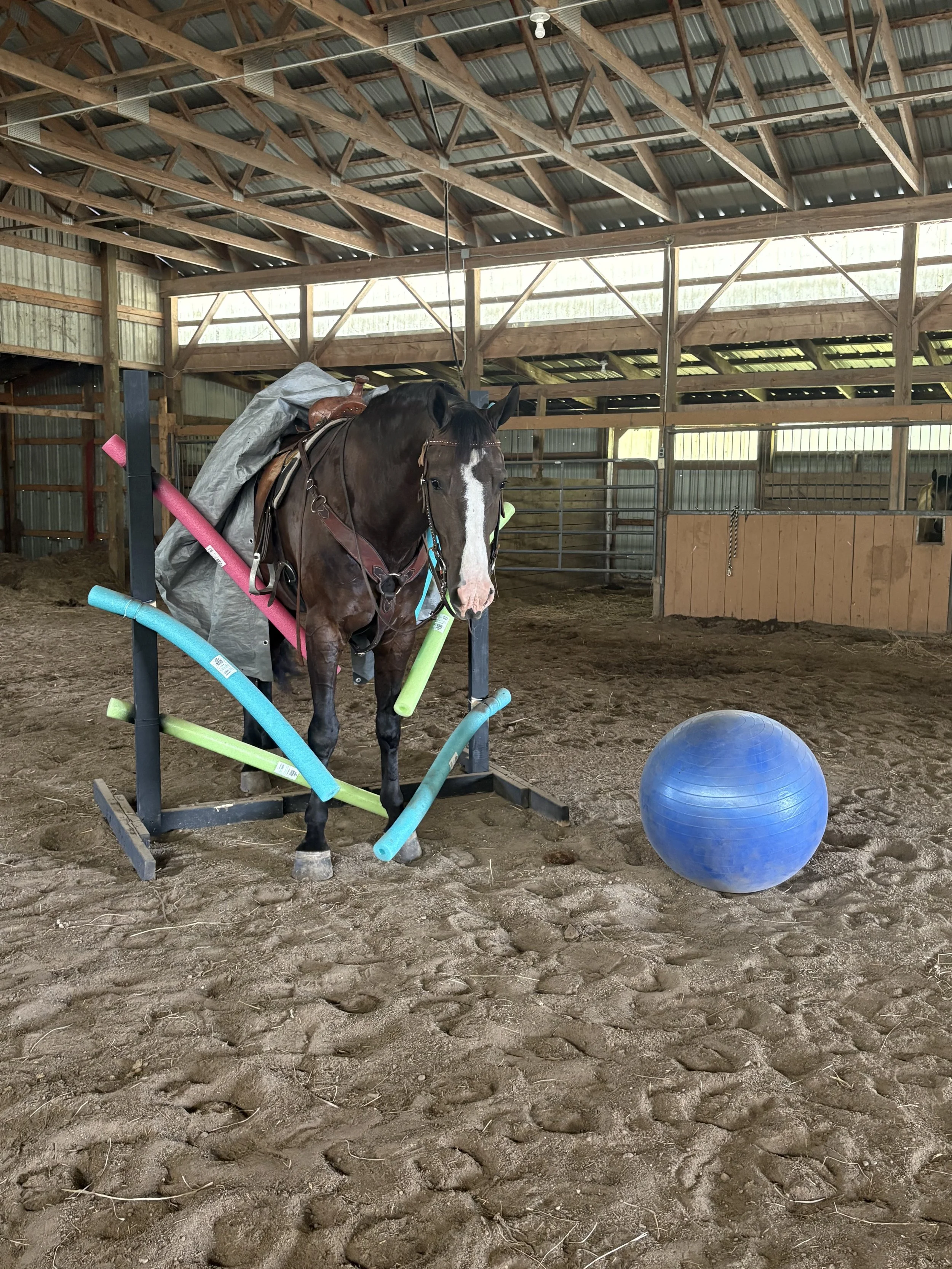 Indoor horse arena with a brown horse on a obstacle, a blue exercise ball, and a spacious wooden roof.